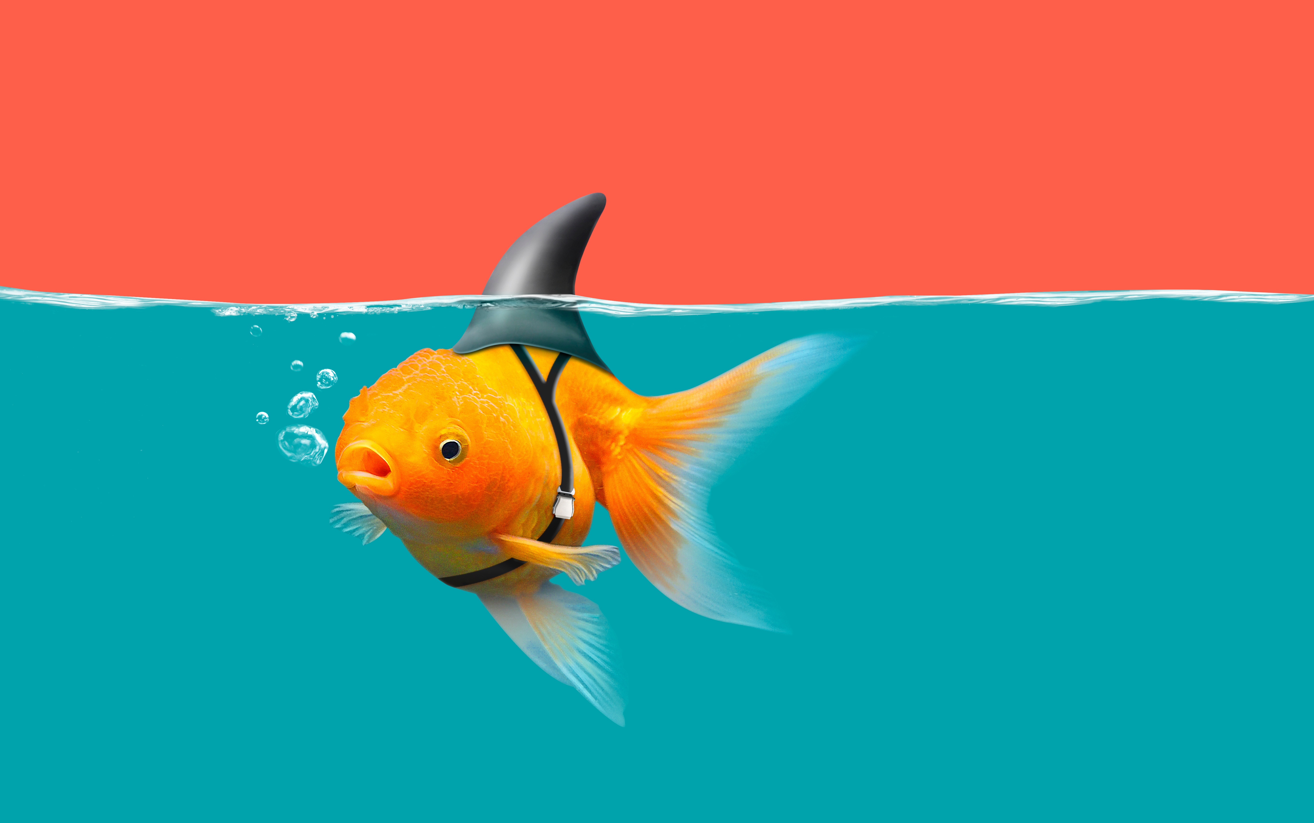 Gold Fish Wallpapers