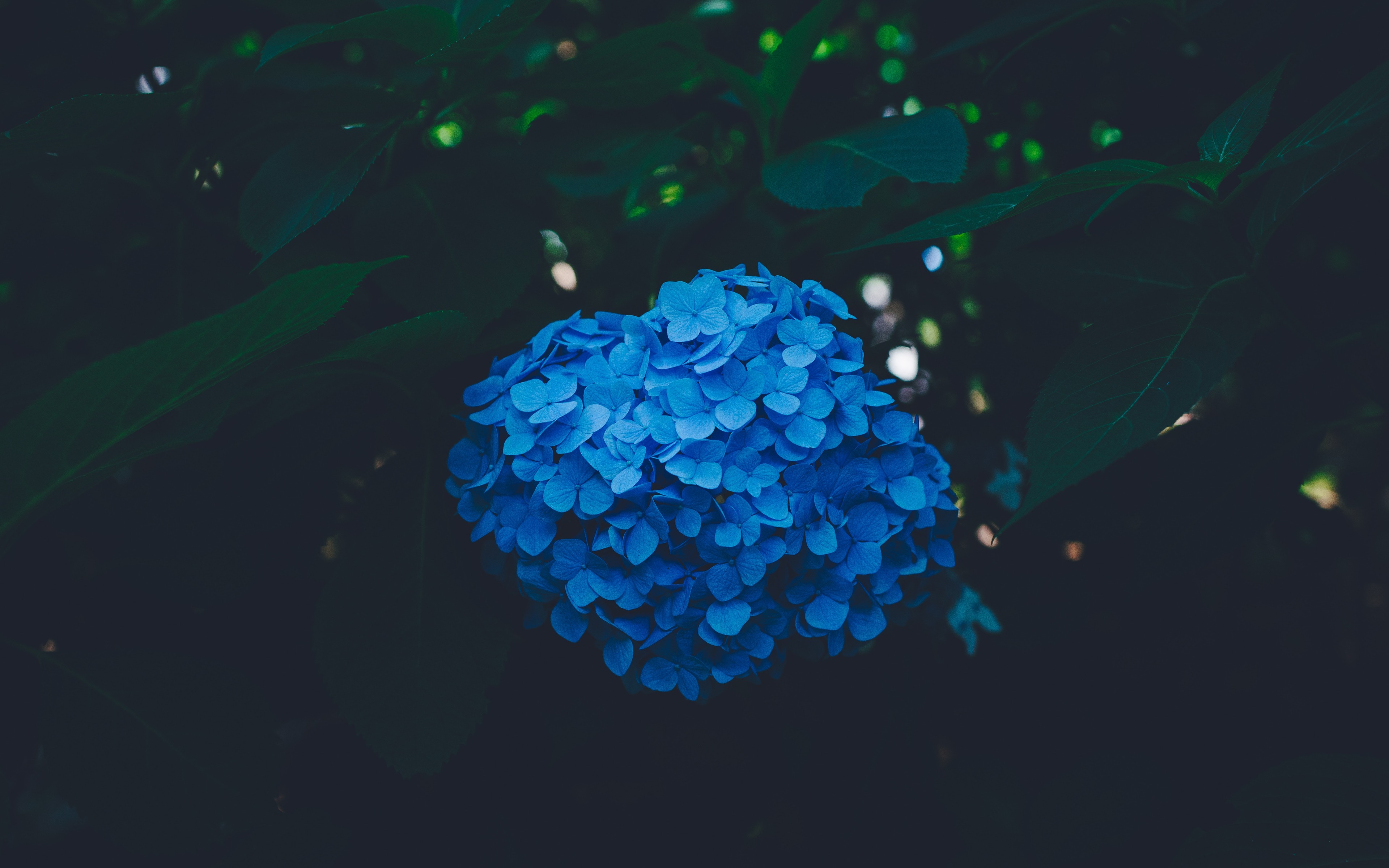 Download Blue Flower Nature Hydrangea 4k Ultra HD Wallpaper