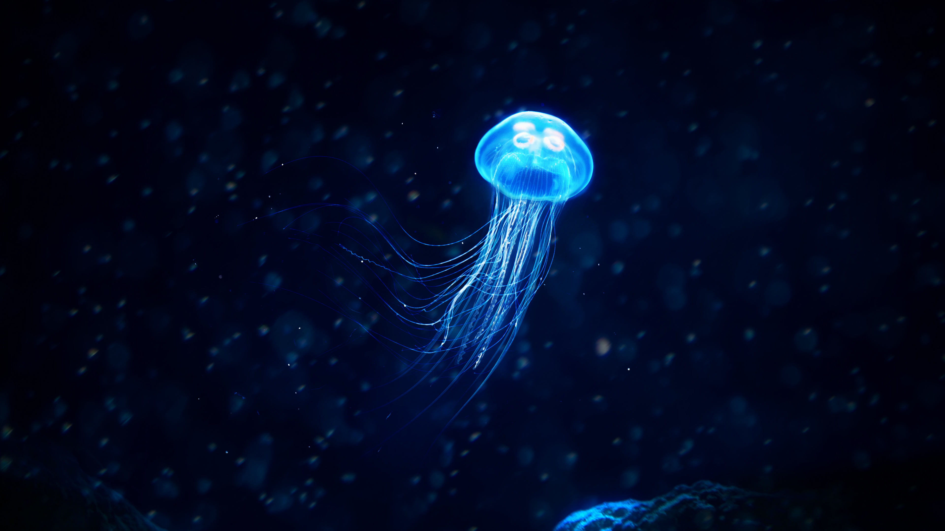Download Blue Glowing Jellyfish Animal Jellyfish 4k Ultra HD Wallpaper