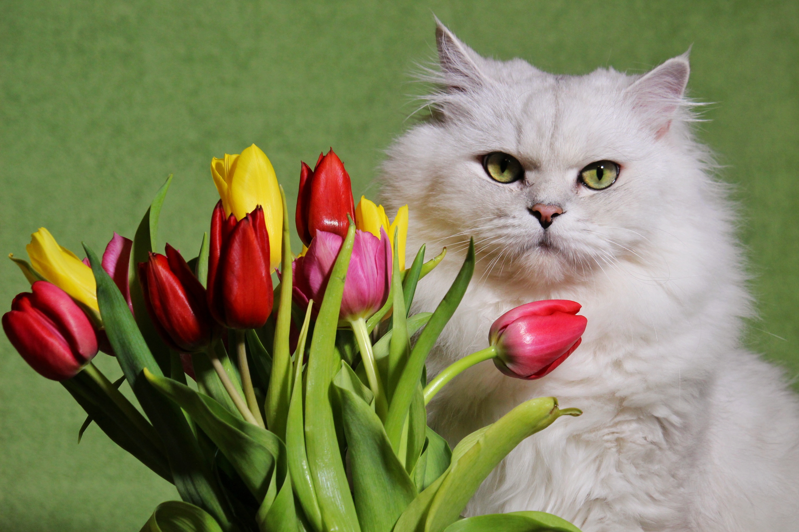 Download Tulip Flower Animal Cat HD Wallpaper