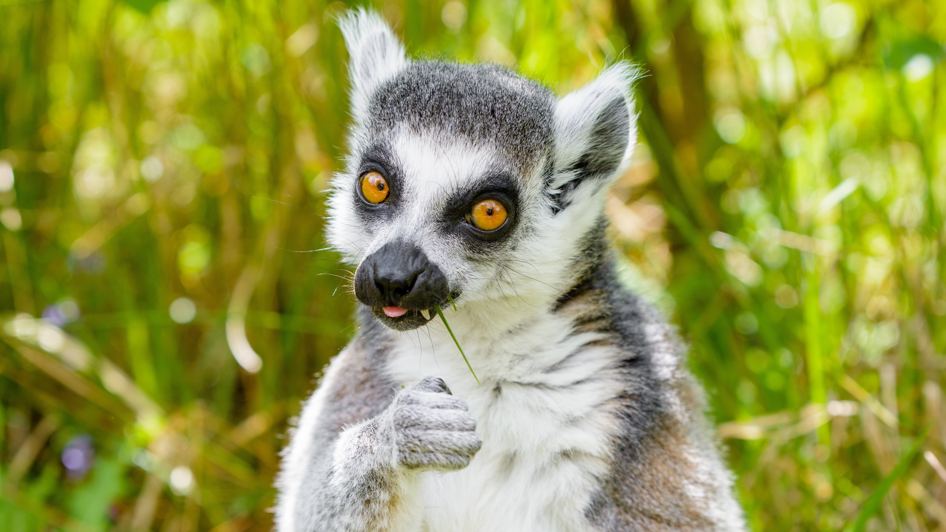 Download Animal Lemur 4k Ultra HD Wallpaper