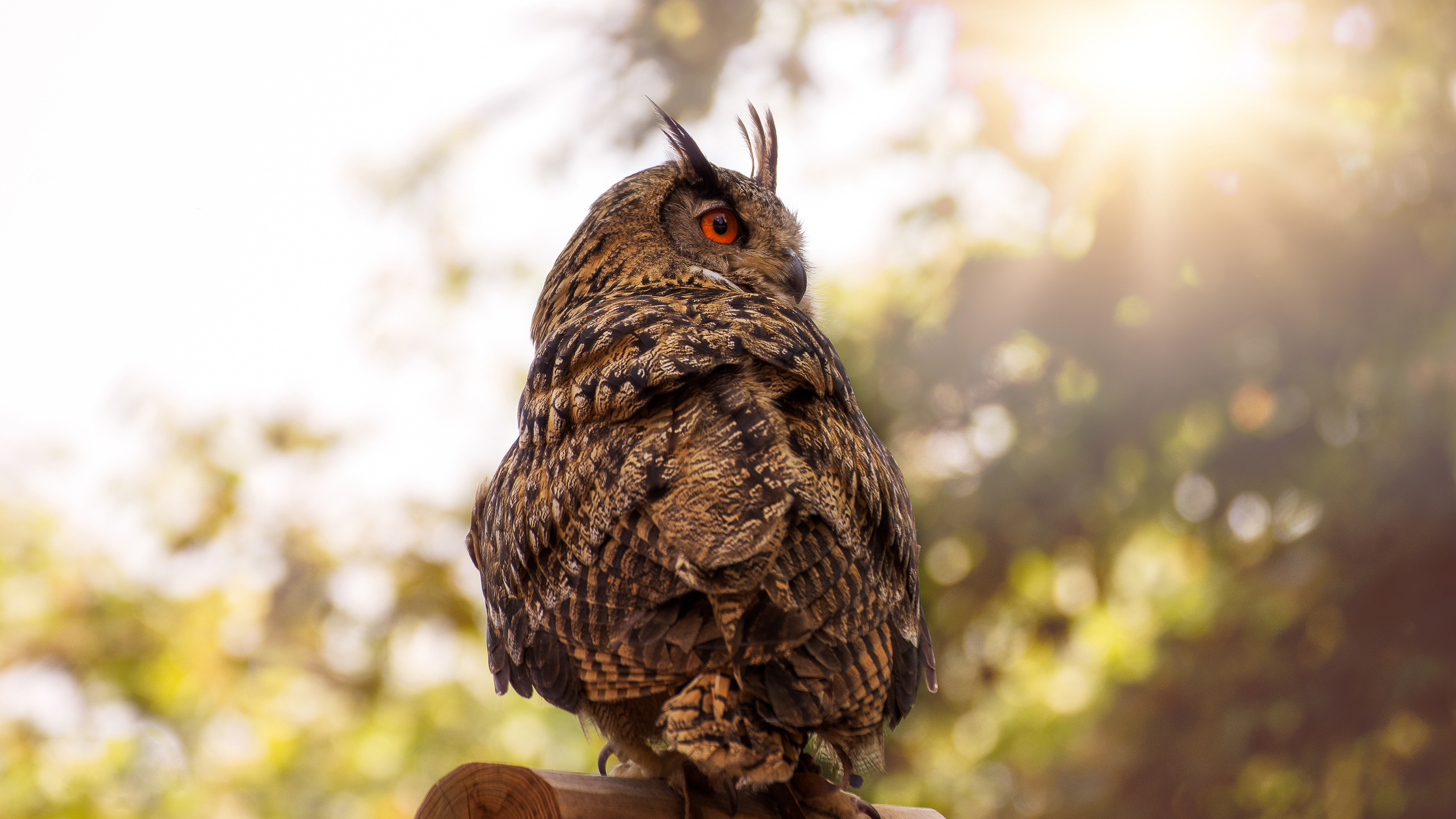 Download Bird Eurasian Eagleowl Animal Owl 4k Ultra HD Wallpaper
