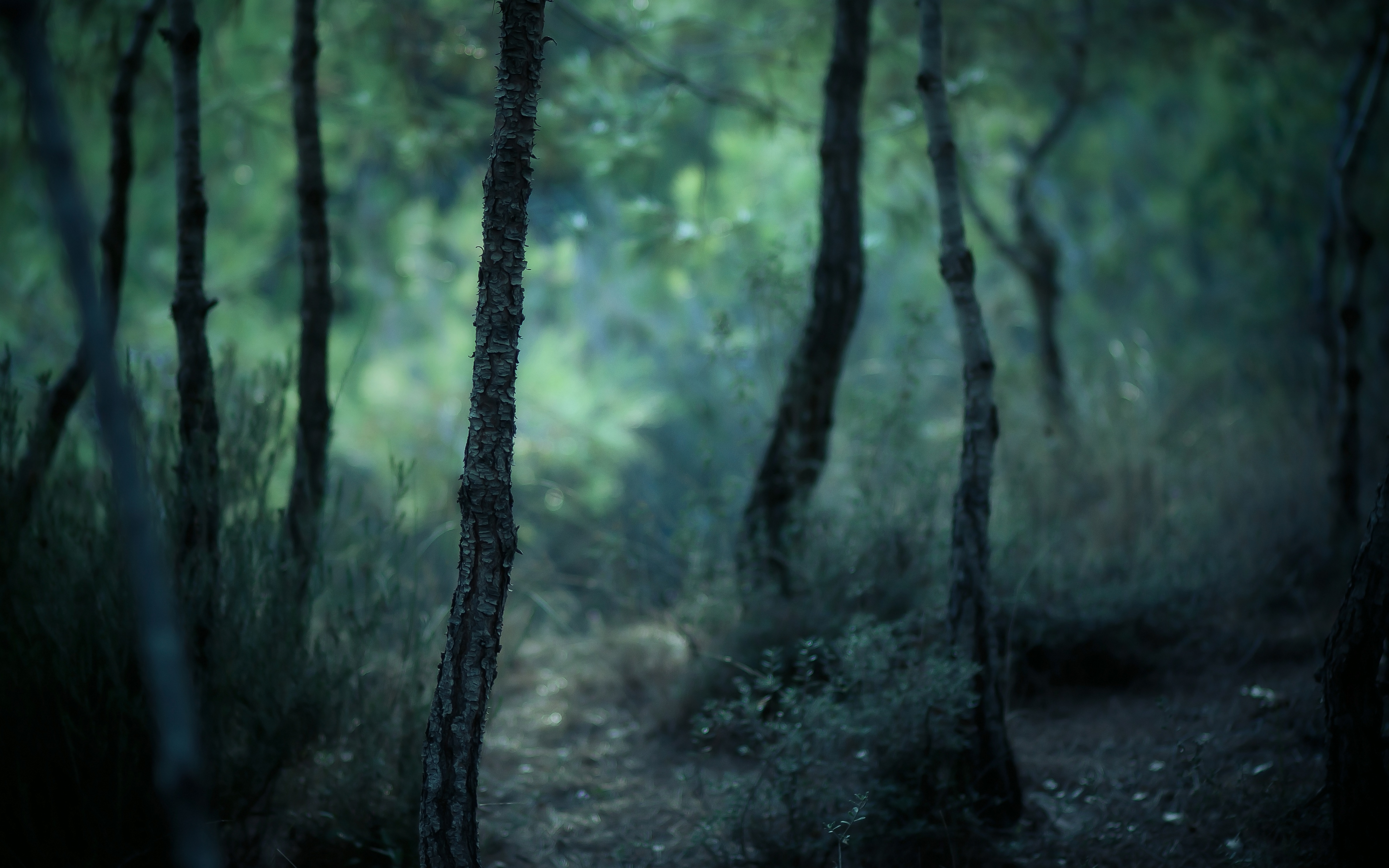Misty Forest 4k Ultra HD Wallpaper Background Image 4752x2970 ID