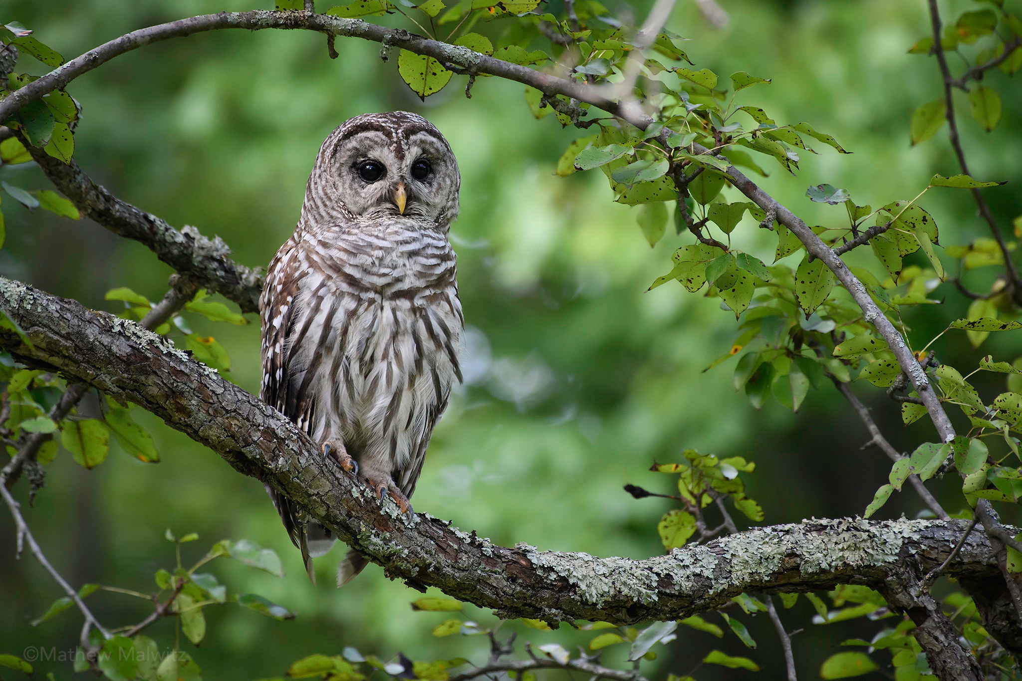 Download Bird Owl Animal Barred Owl HD Wallpaper