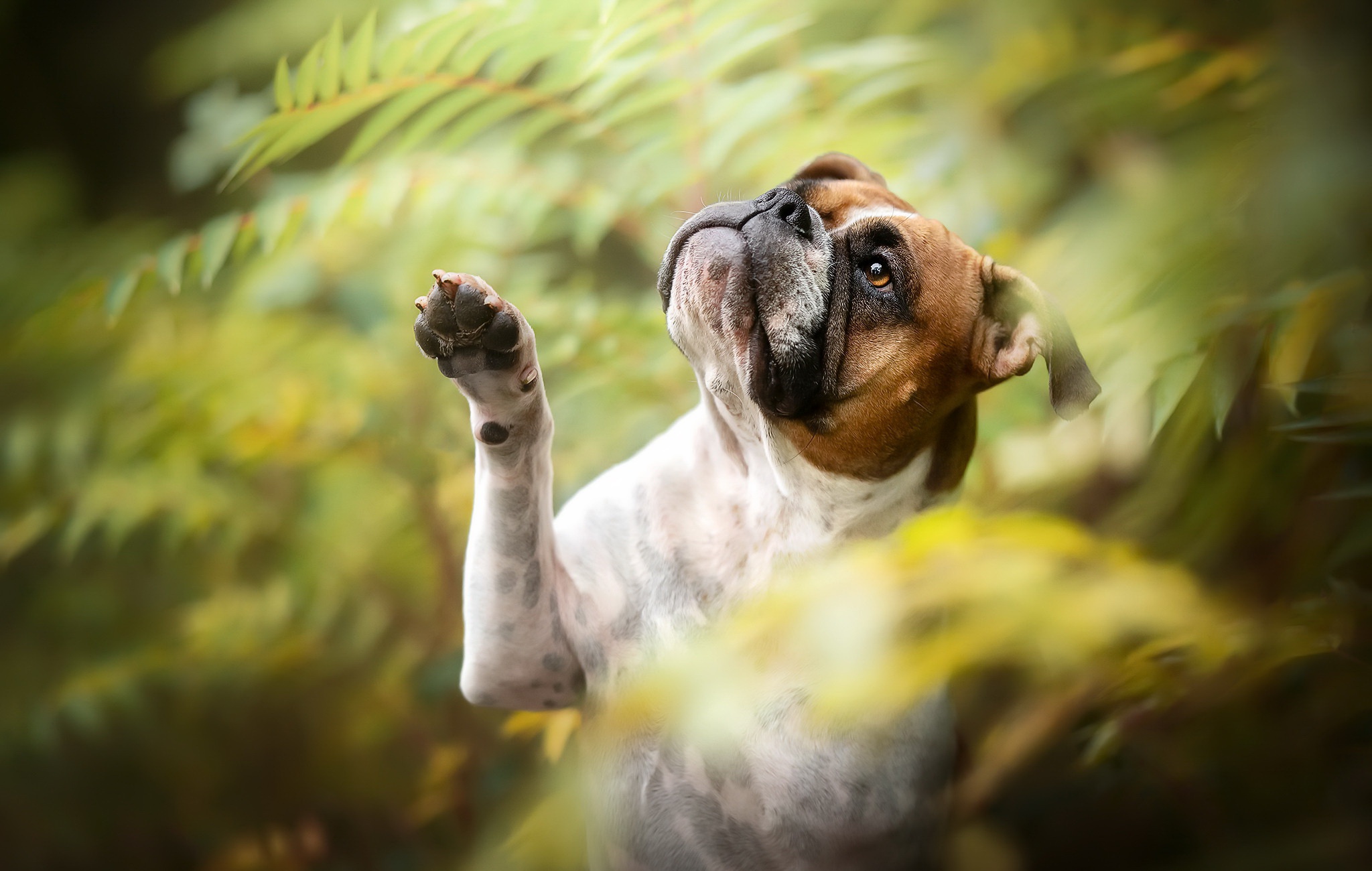 Boxer Fondo de pantalla HD Fondo de Escritorio