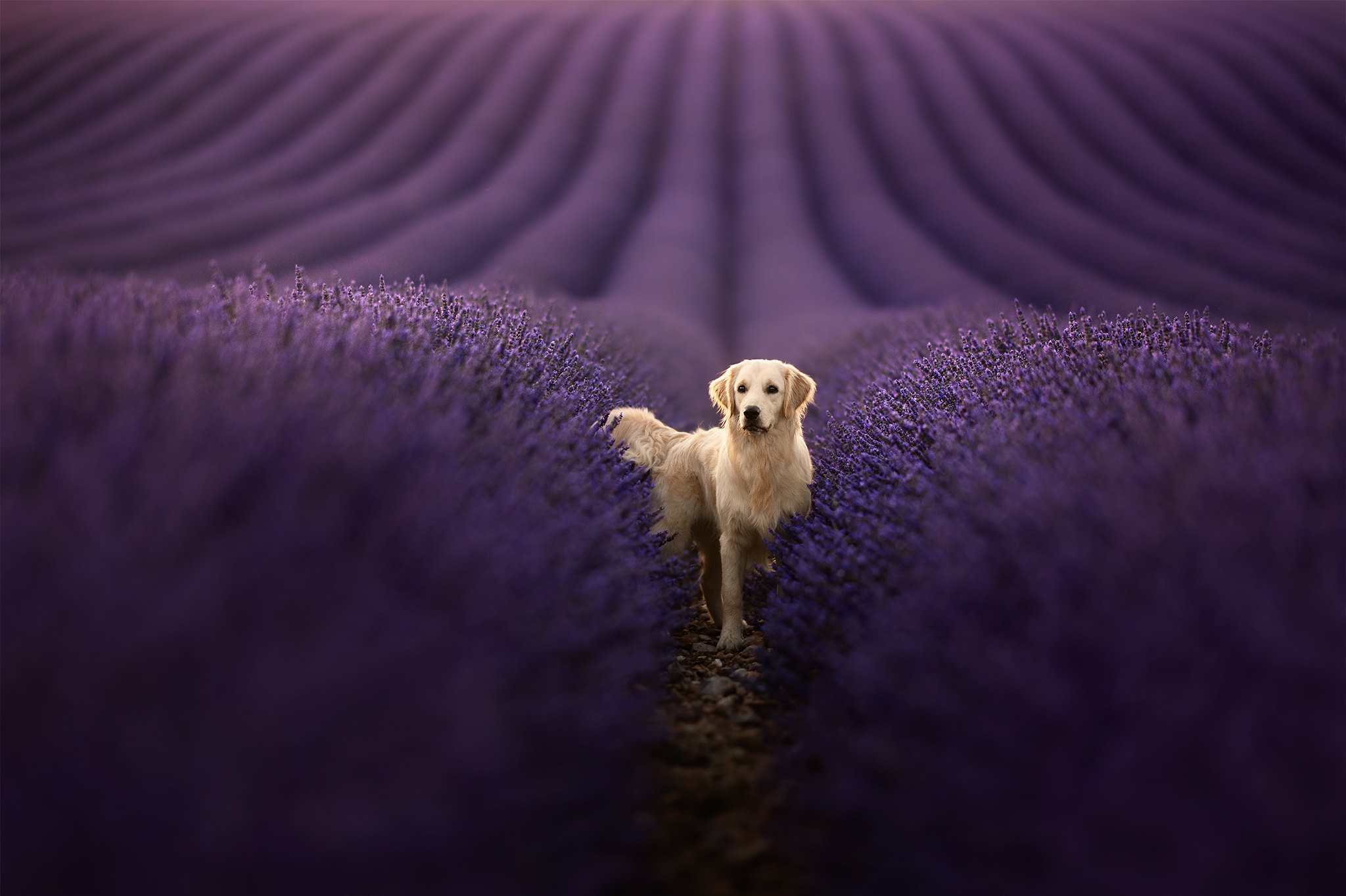 Download Flower Field Depth Of Field Lavender Dog Animal Golden