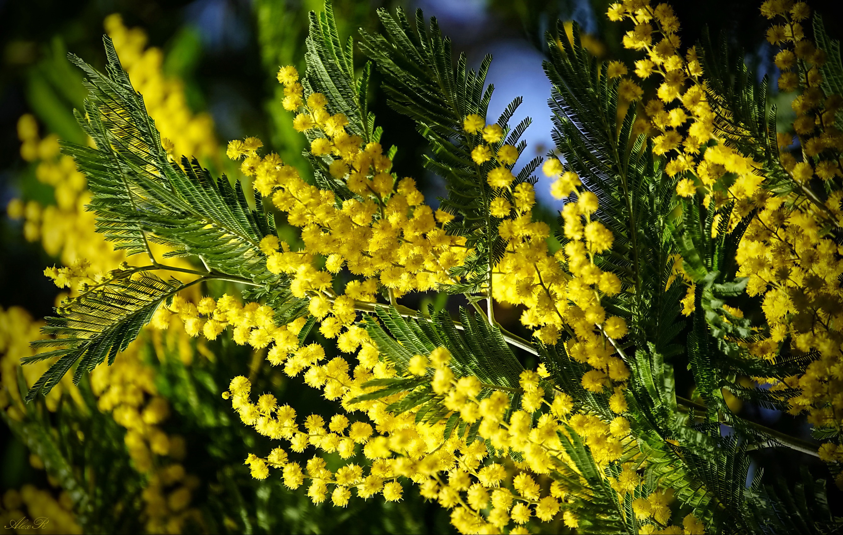 Download Wattle Mimosa Branch Macro Nature Golden Wattle HD Wallpaper