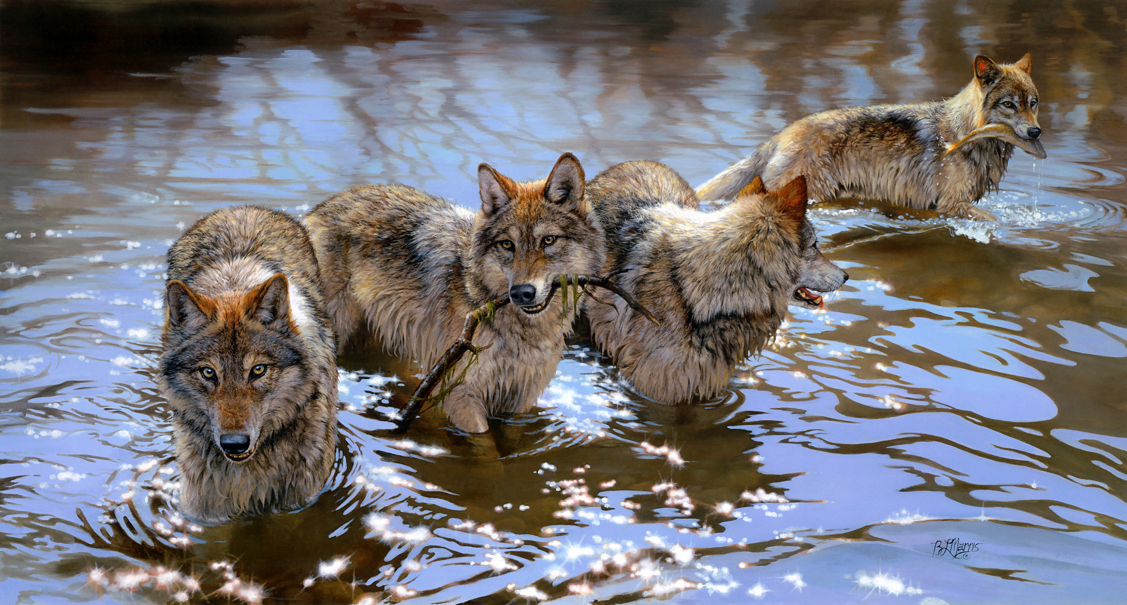 Group of Wolves After a River Adventure HD Wallpaper Background Image