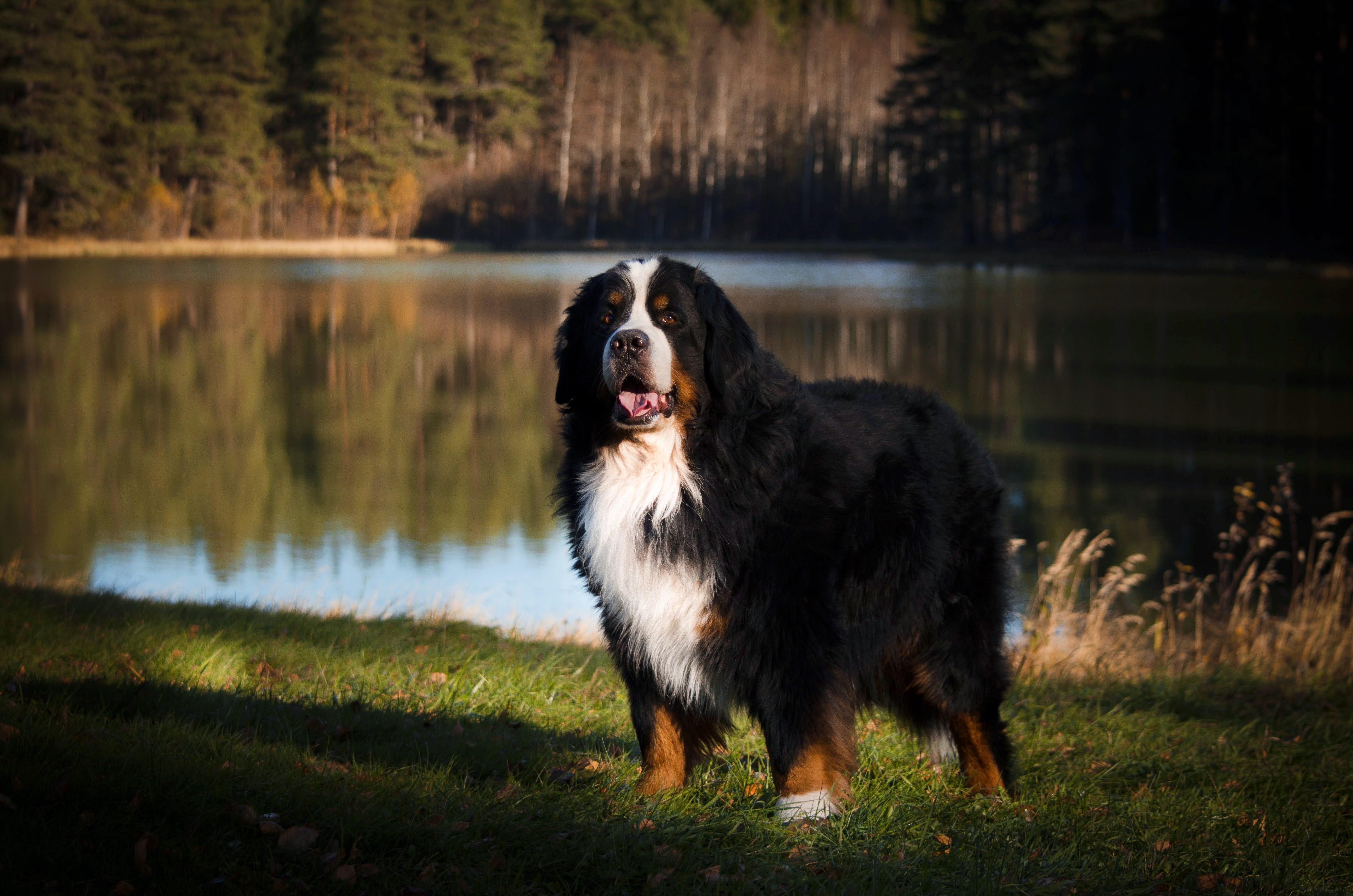 Download Dog Animal Bernese Mountain Dog 4k Ultra HD Wallpaper