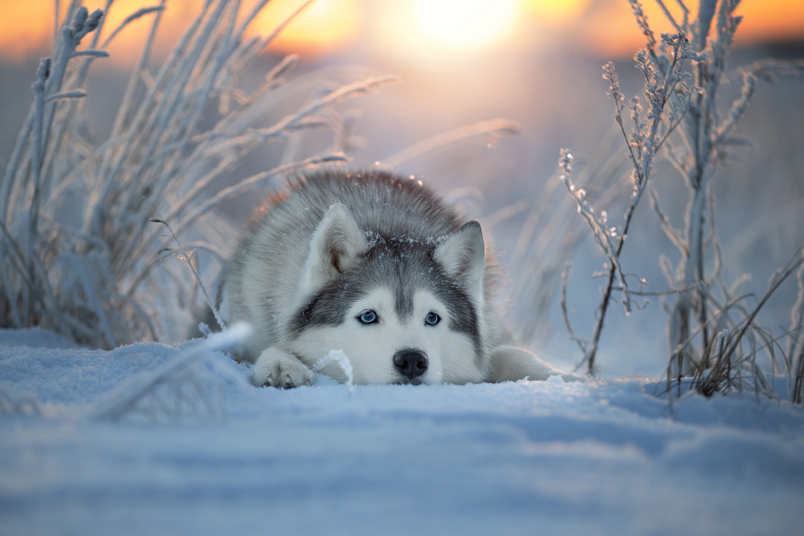 Download Dog Snow Winter Animal Husky HD Wallpaper by Svetlana Pisareva