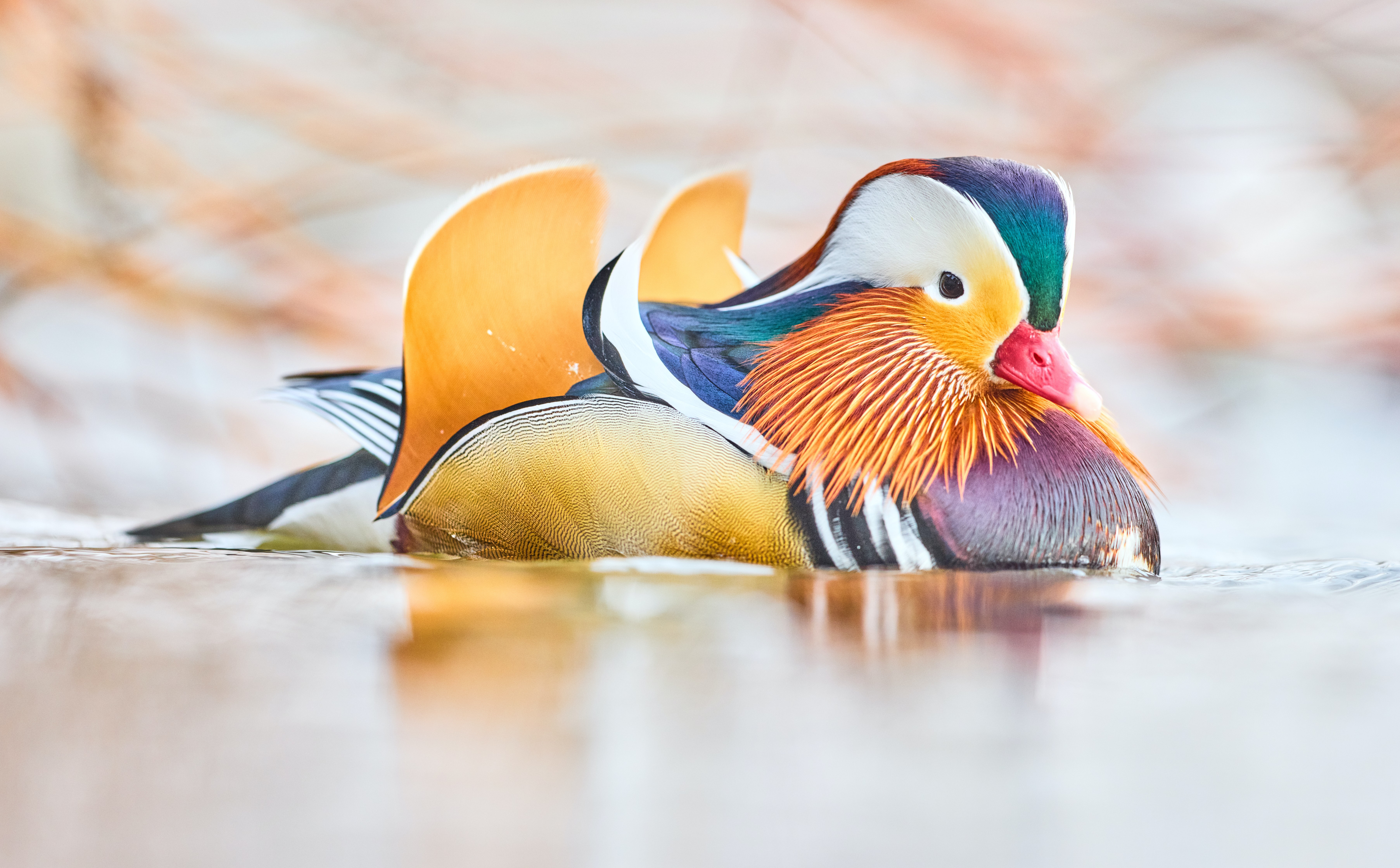 4k Ultra Hd Mandarin Duck In Vibrant Natural Beauty