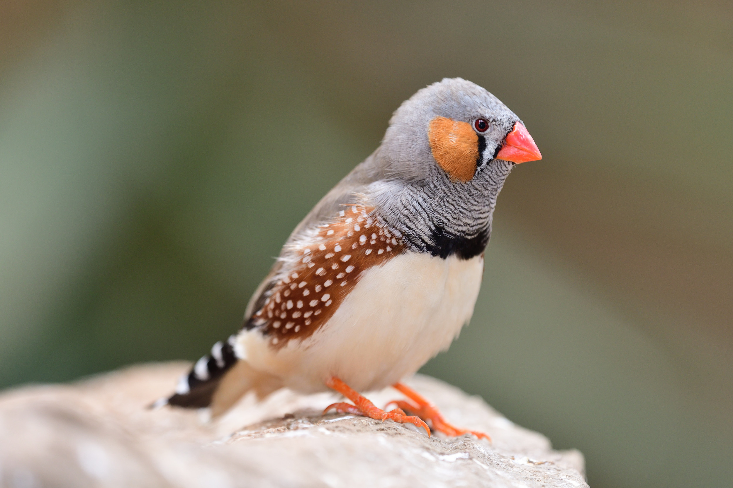 Zebra Finch Fondos de pantalla HD y Fondos de Escritorio