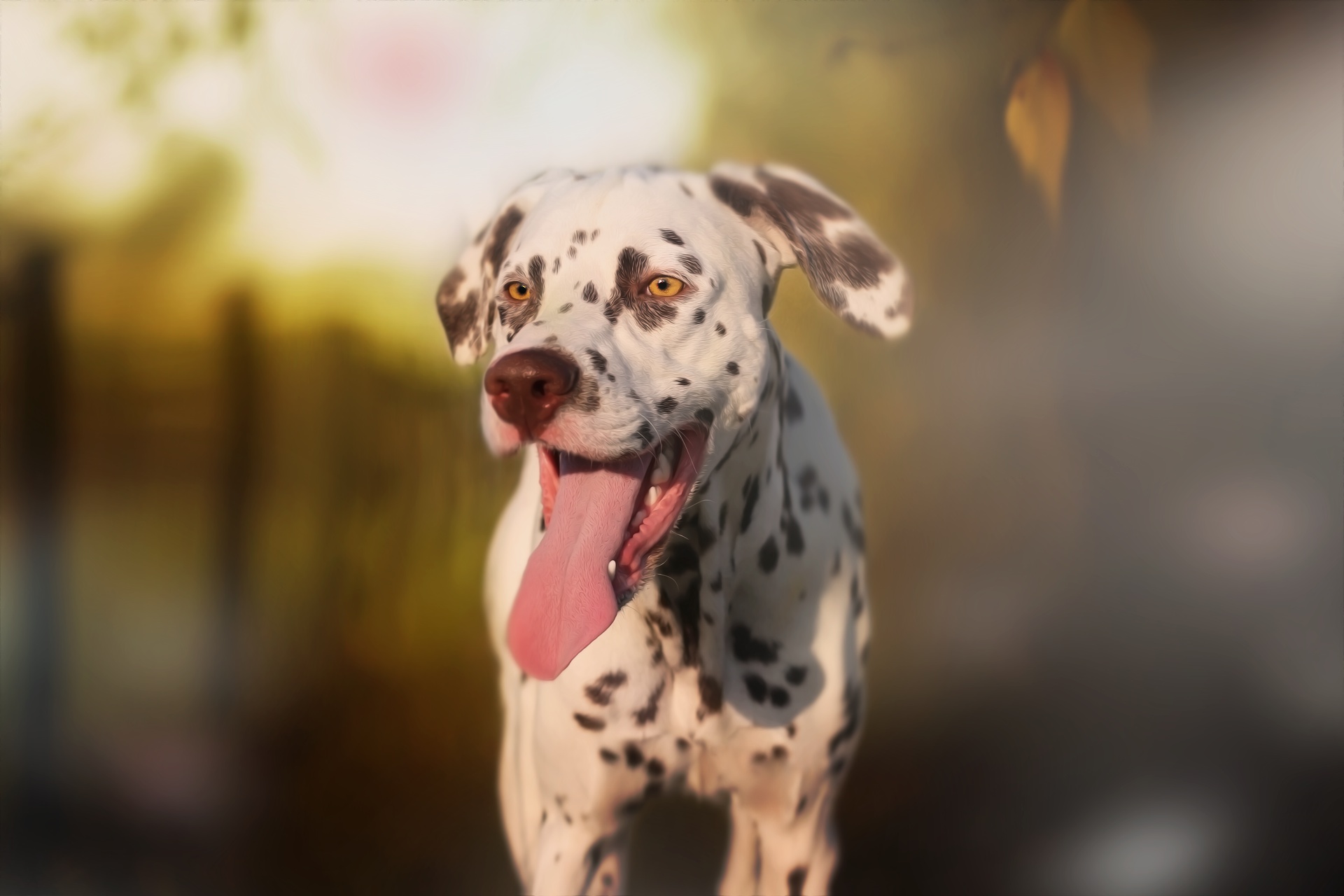 Download Animal Dalmatian HD Wallpaper
