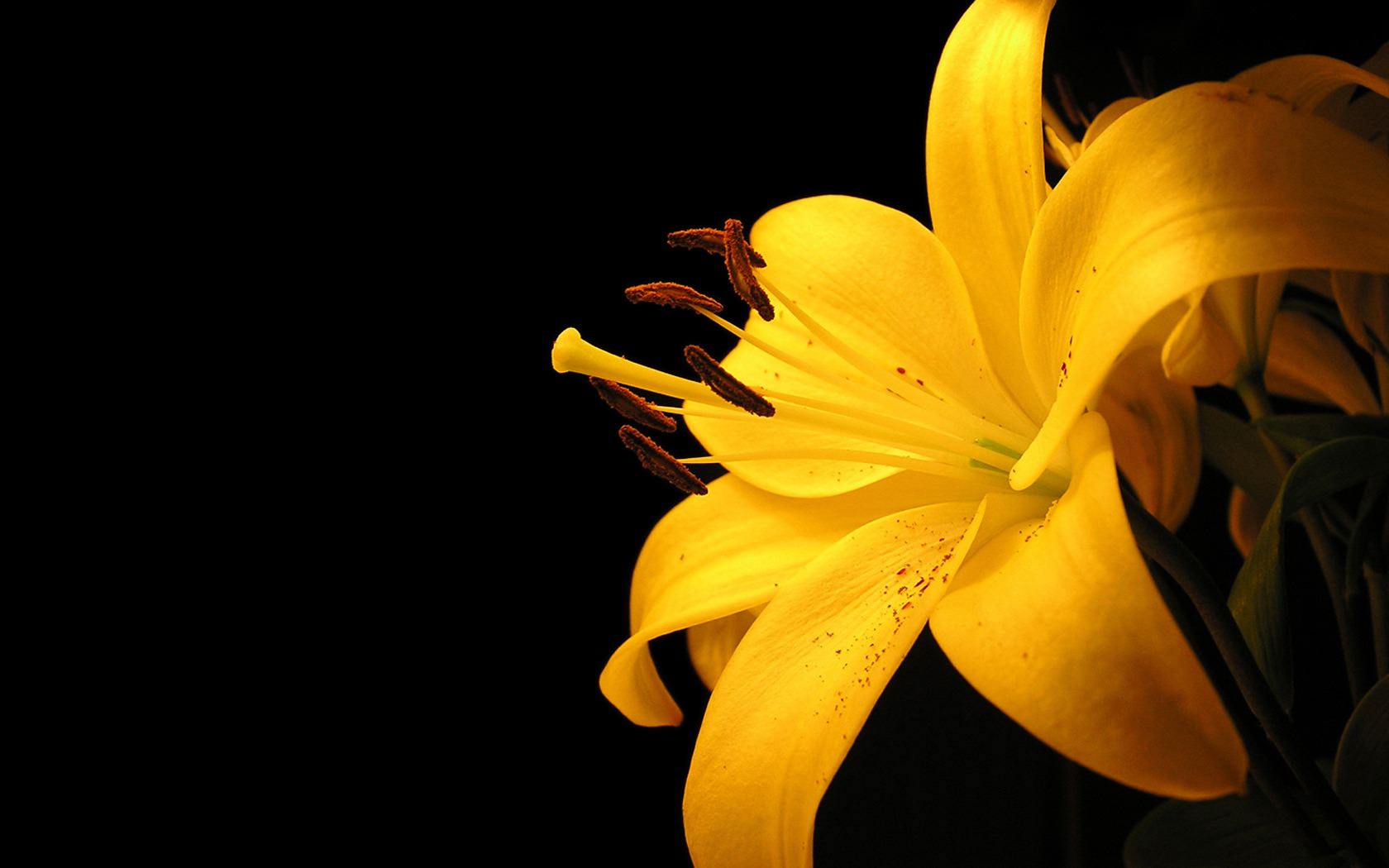 1500+ Yellow Flower HD Wallpapers und Hintergründe