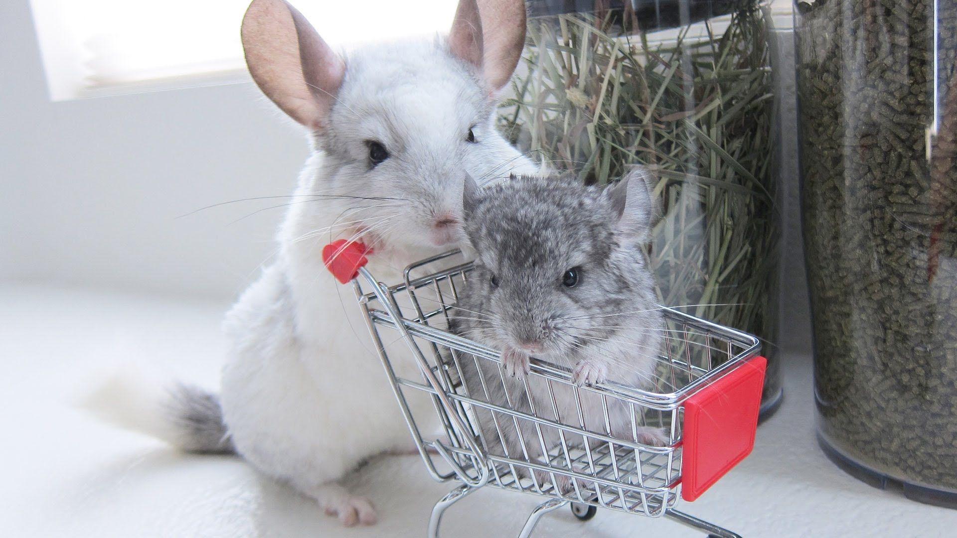 Chinchilla HD Wallpaper Fluffy Rodent Desktop Background