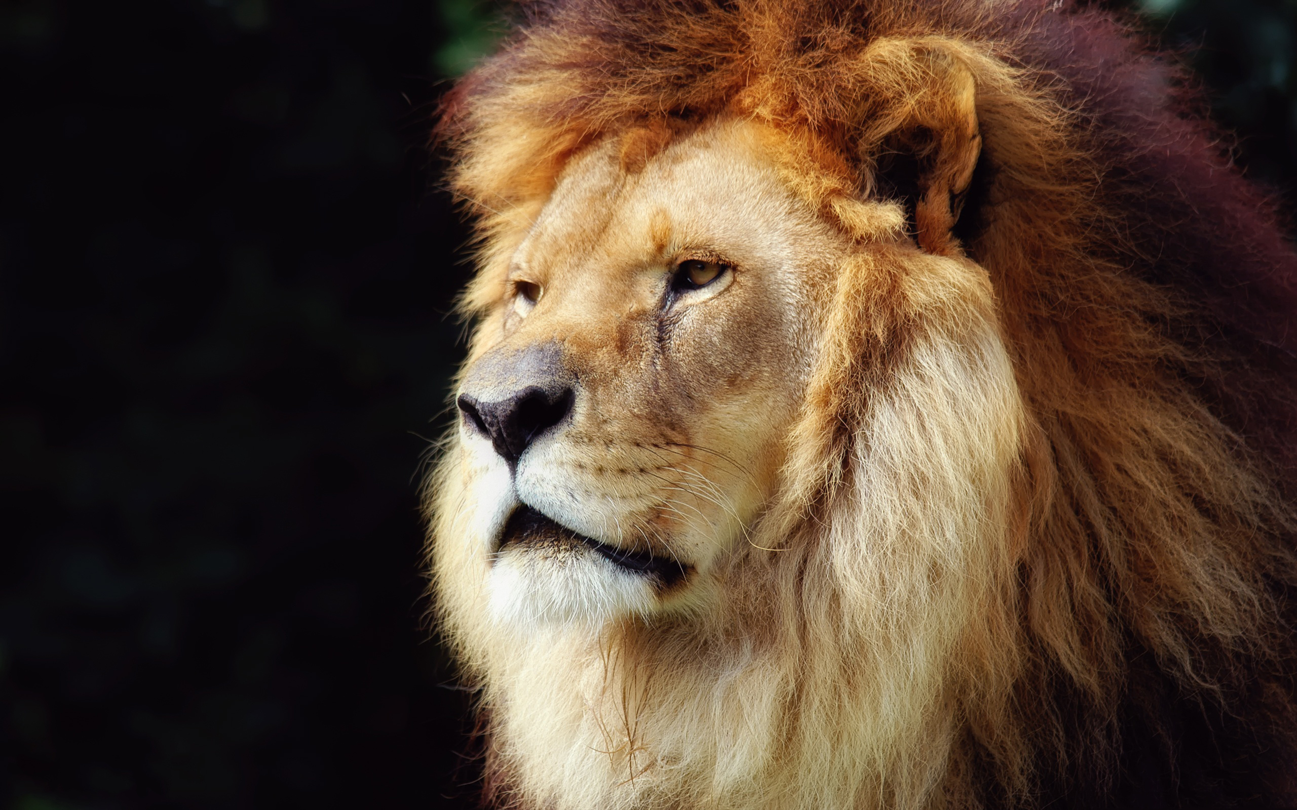 Download Animal Lion HD Wallpaper