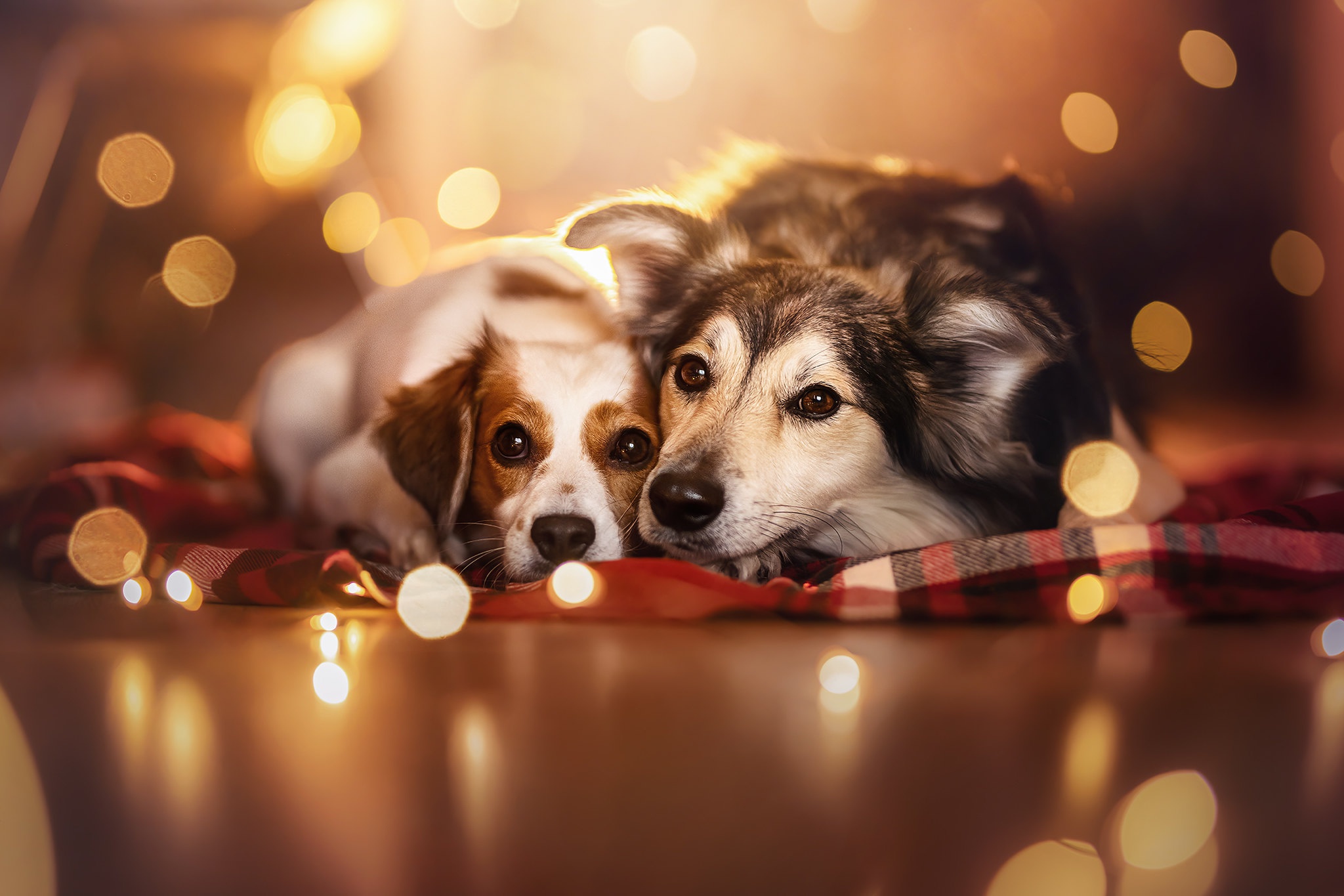 Download Animal Dog HD Wallpaper