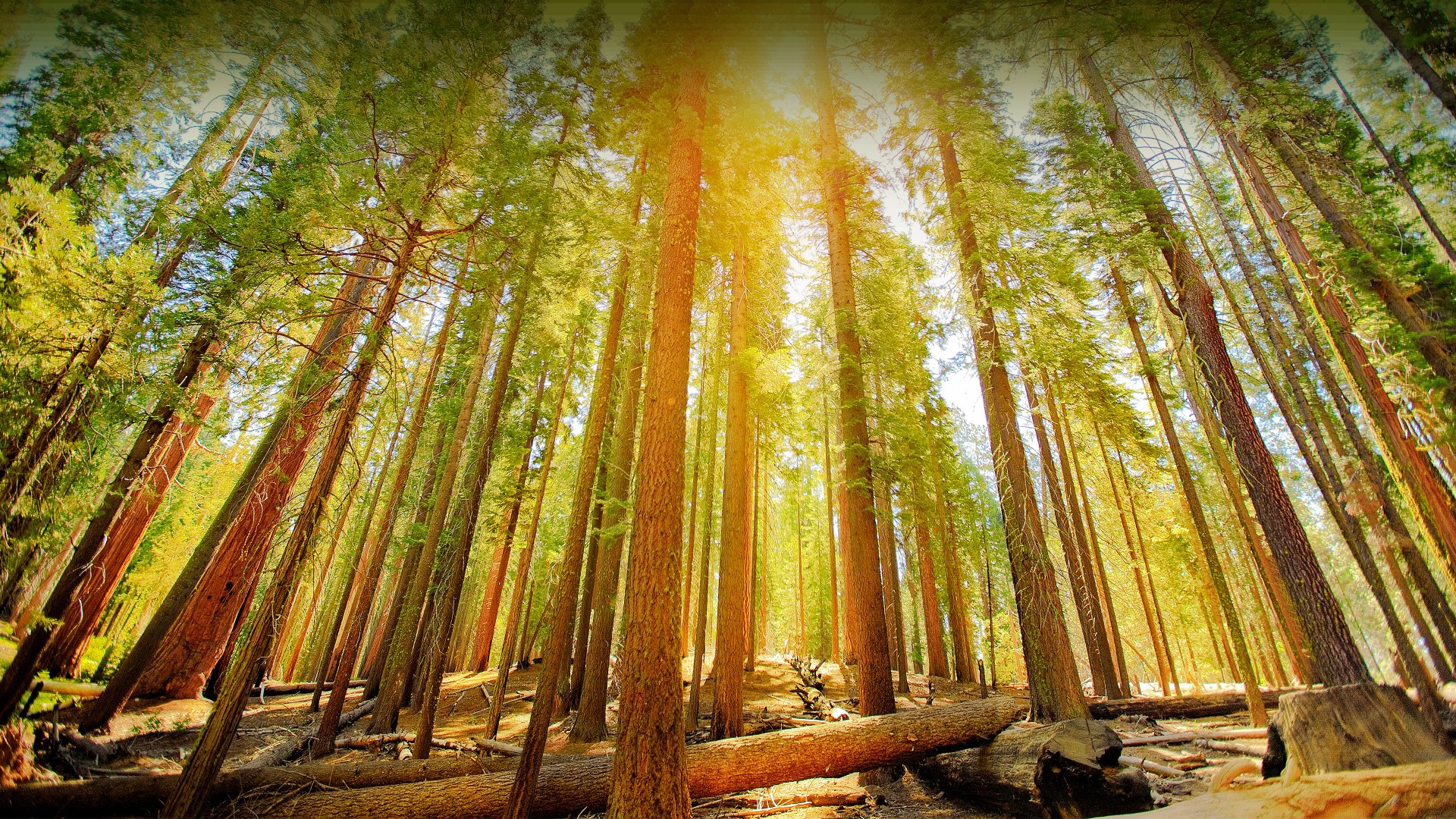 Download Yosemite National Park Sequoia Mariposa Grove Nature Forest 4k