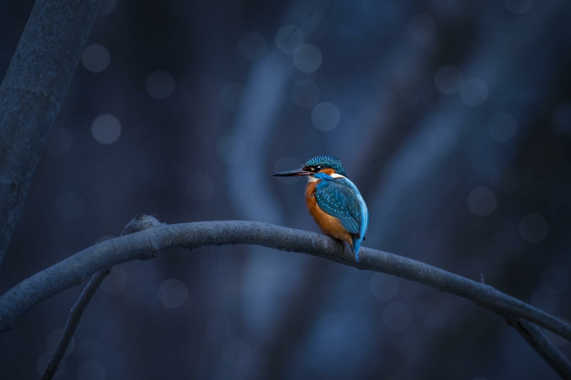 Download Common Kingfisher Animal Kingfisher 4k Ultra HD Wallpaper by