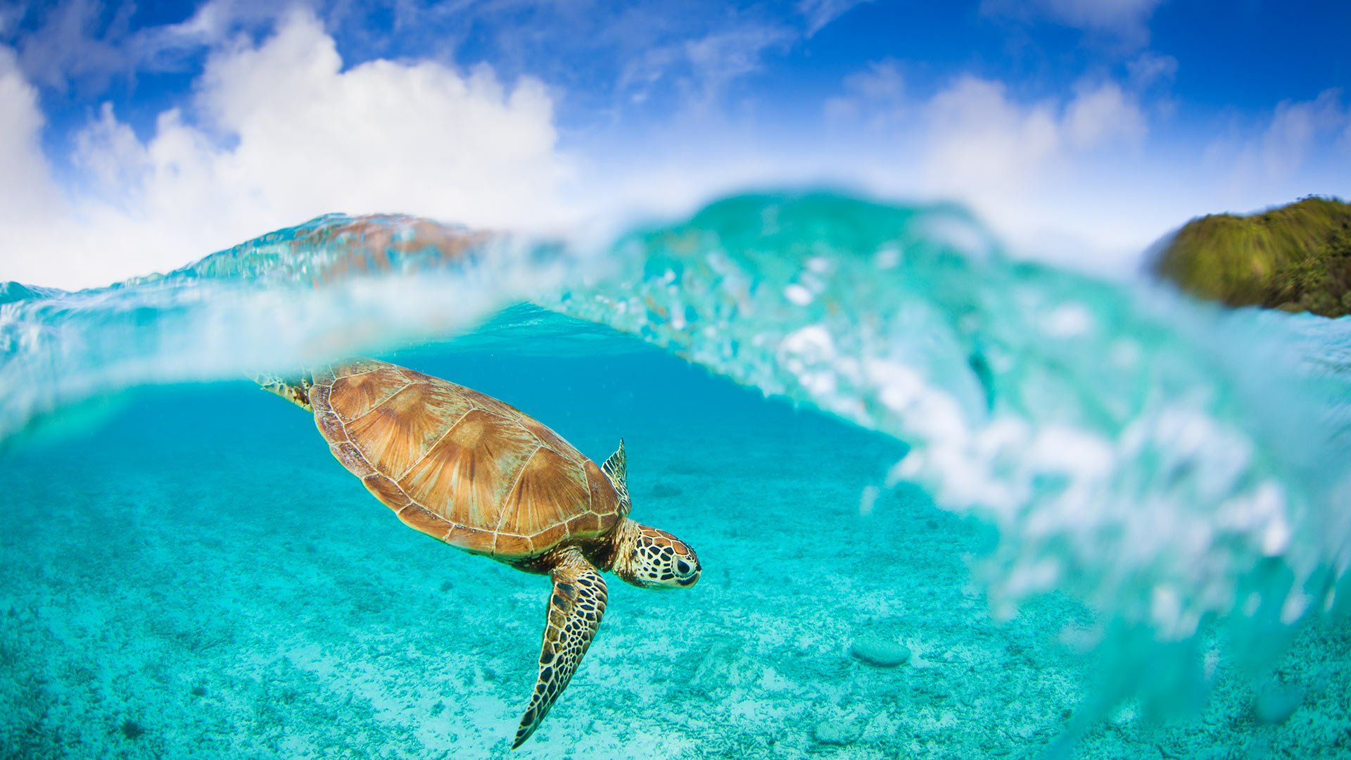 Download Animal Sea Turtle HD Wallpaper
