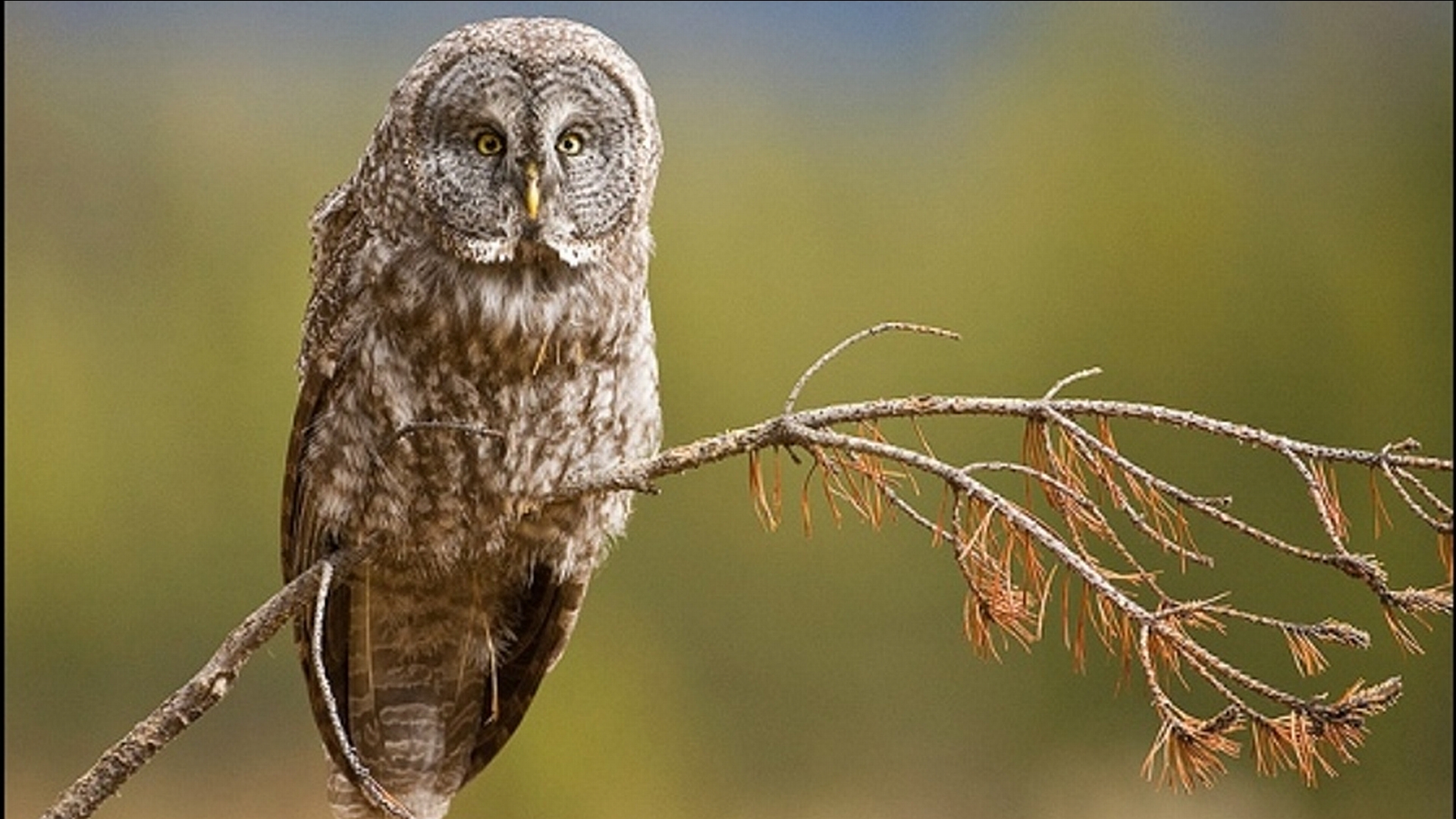 Great grey owl Full HD Wallpaper and Background Image 1920x1080 ID