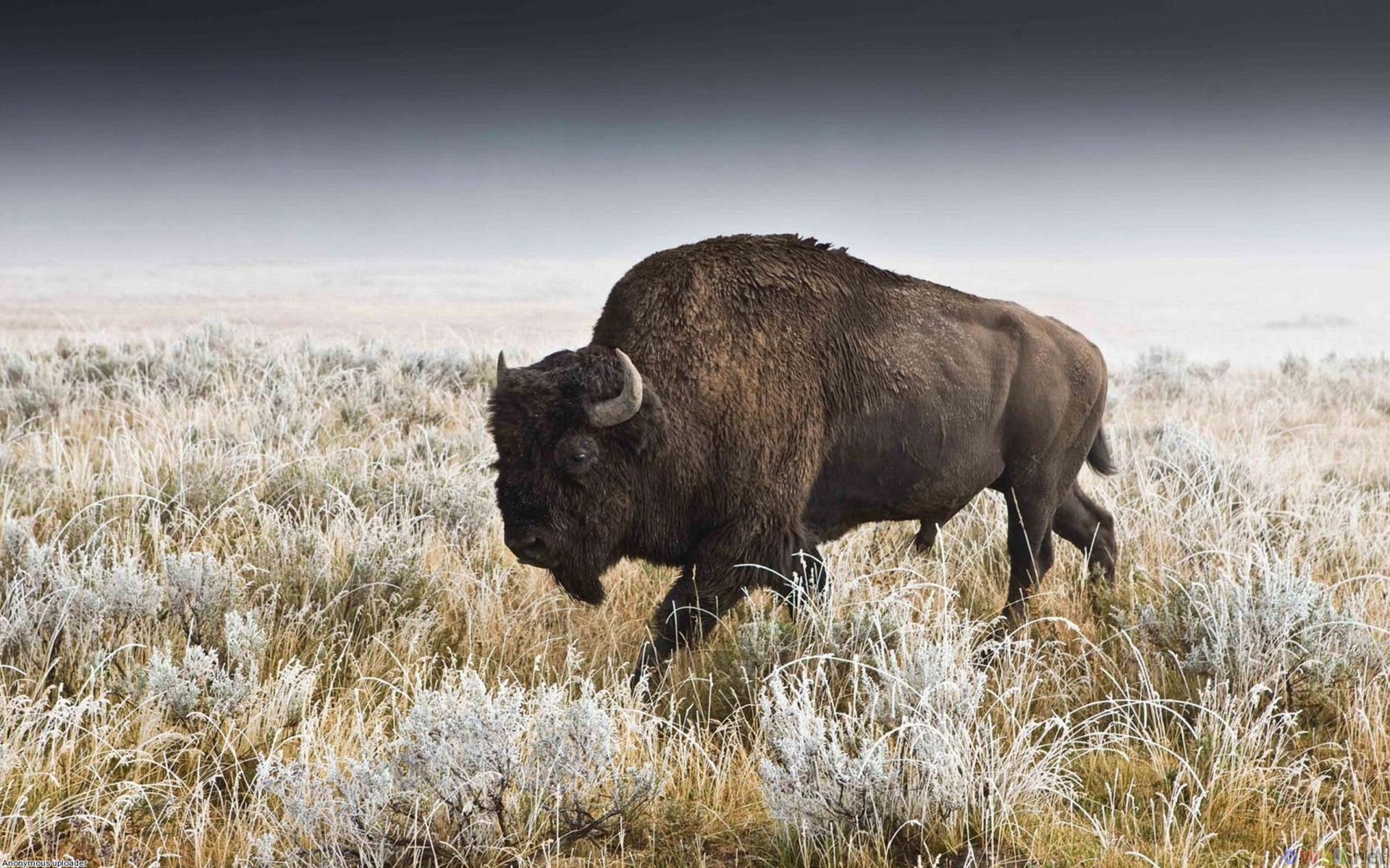Download Buffalo Animal American Bison HD Wallpaper