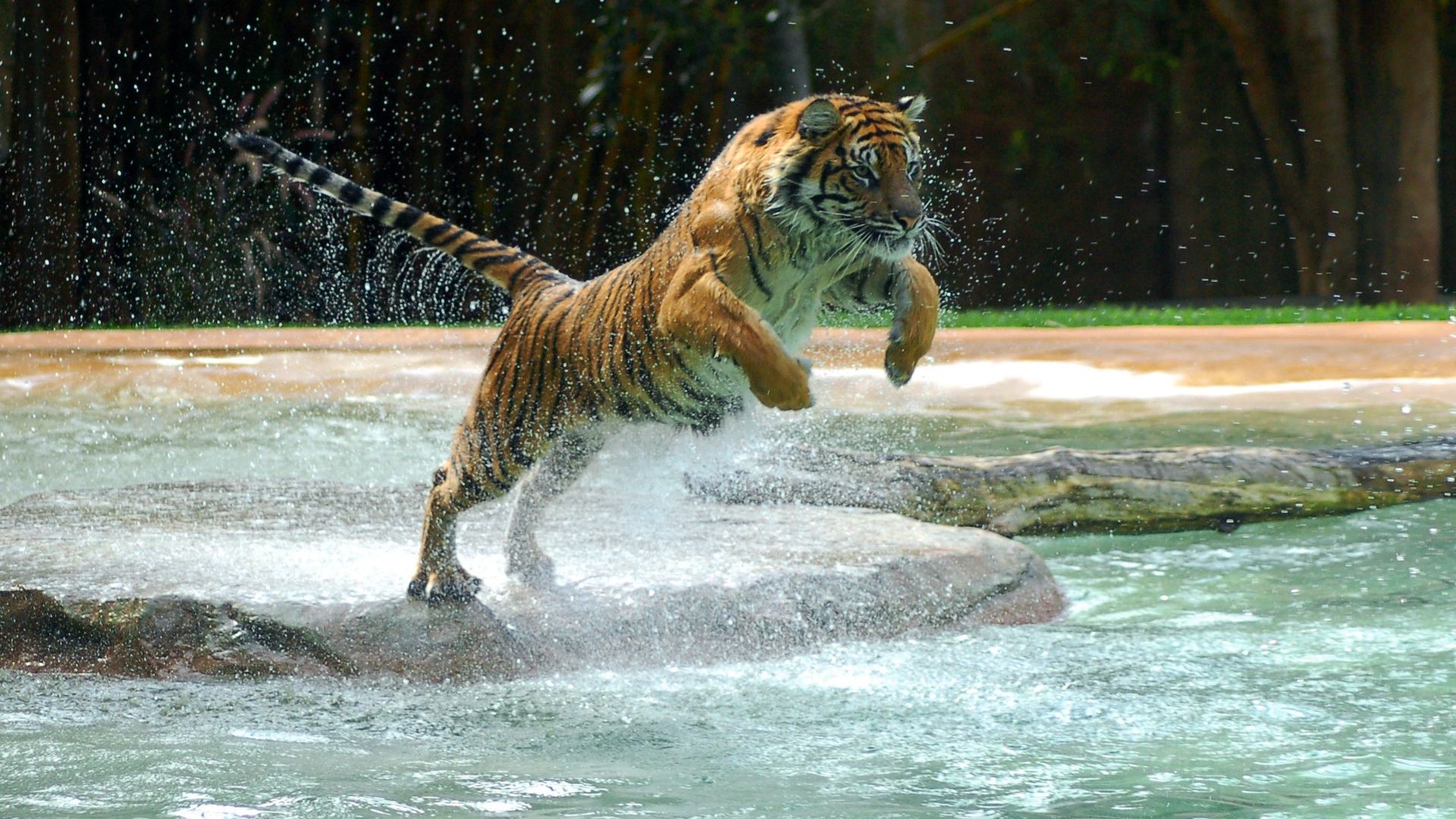 Majestic Tiger in HD A Stunning Wildlife Wallpaper