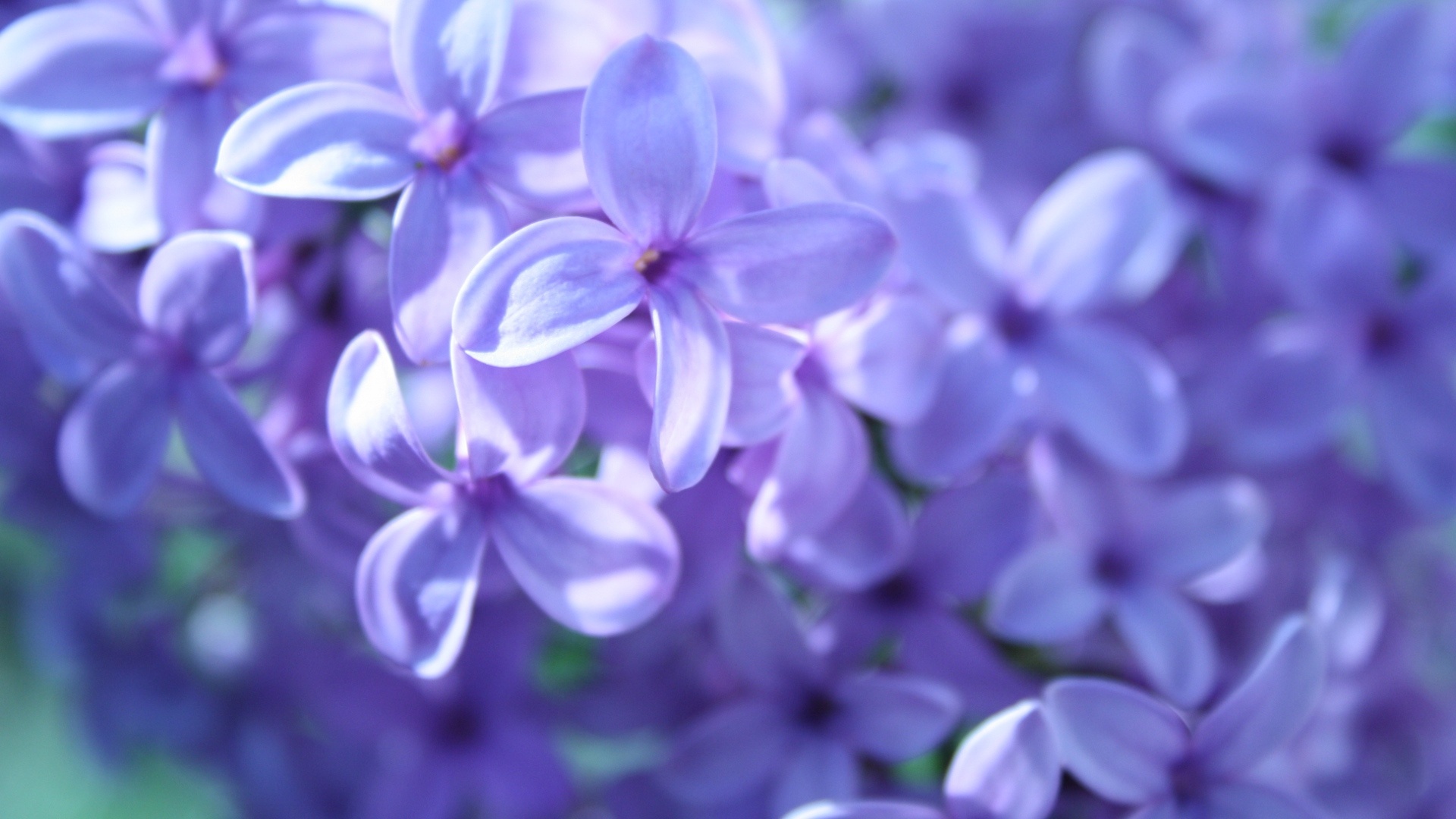 Lilac Nature HD Wallpaper Download Now by Vergilius