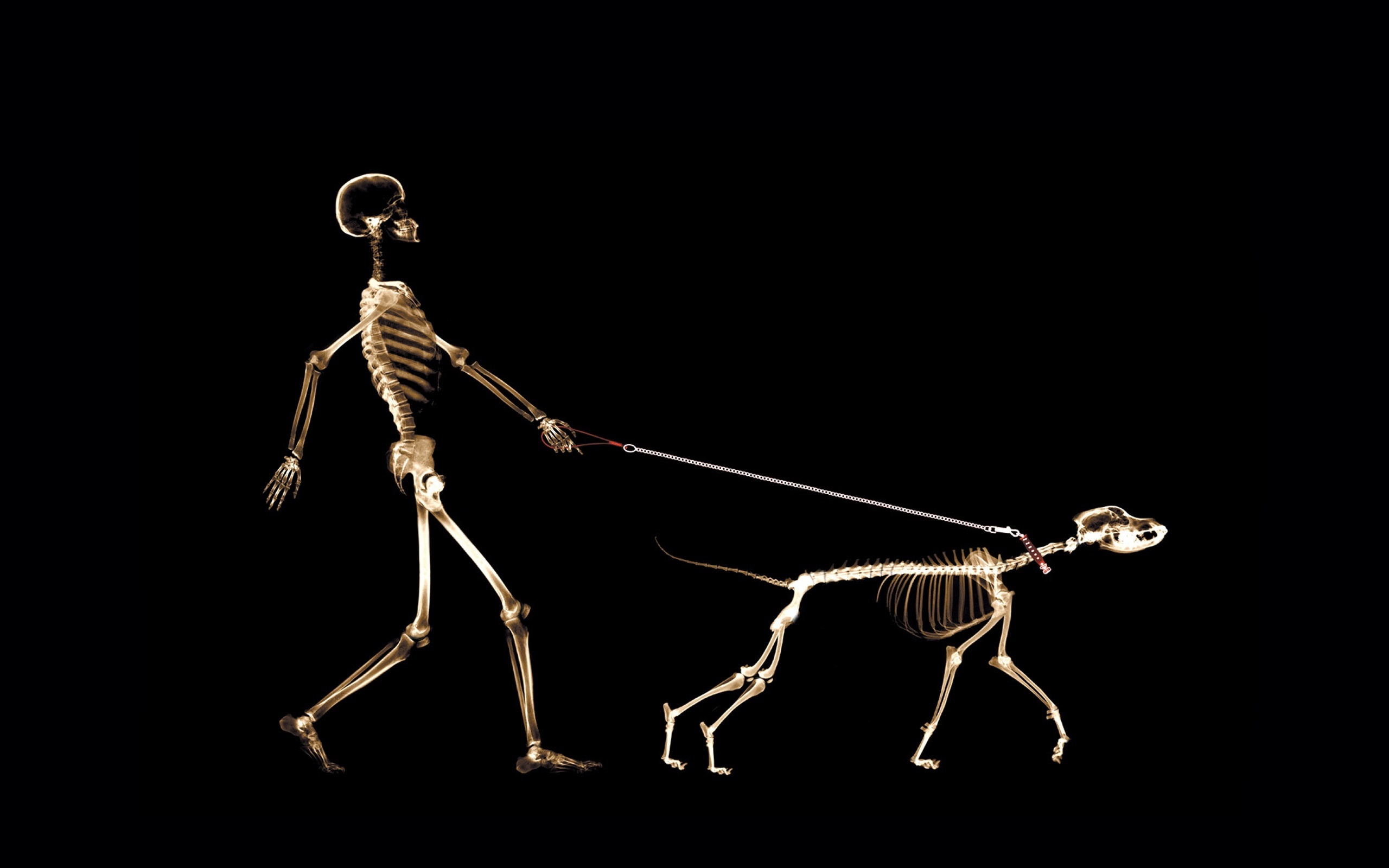 Skeleton HD Wallpaper