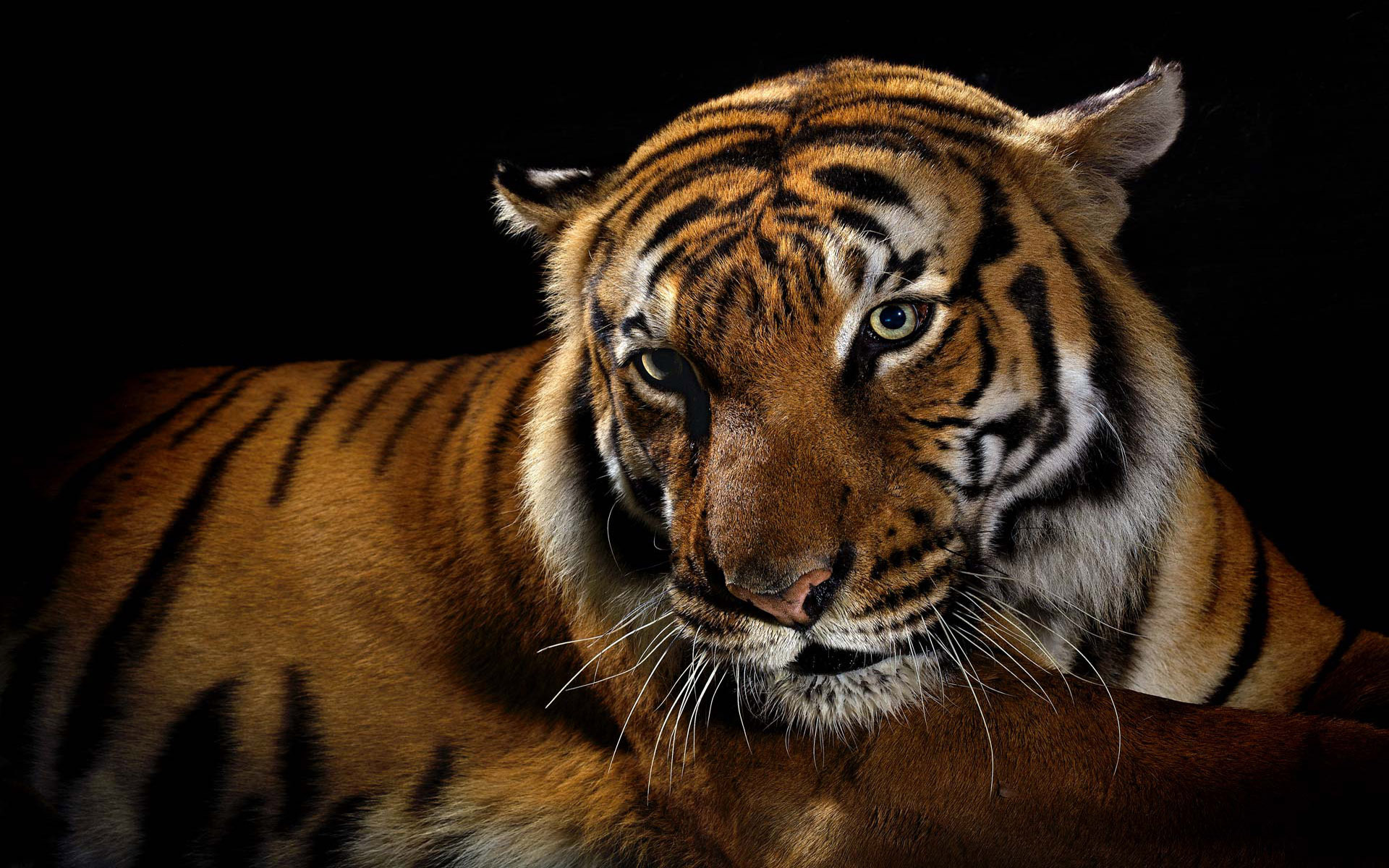 Tigre Fondo de pantalla HD Fondo de Escritorio 1920x1200 ID236676 Wallpaper Abyss