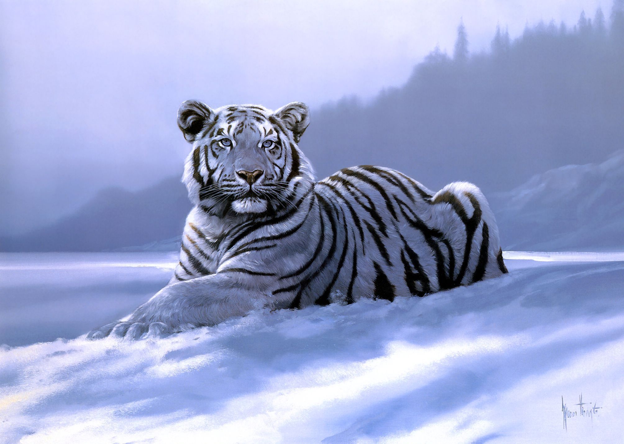 Majestic White Tiger HD Wallpaper