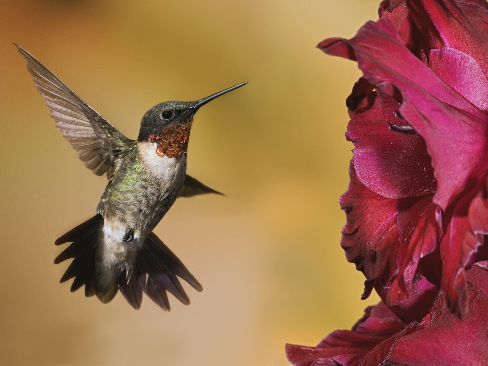 Download Animal Hummingbird HD Wallpaper