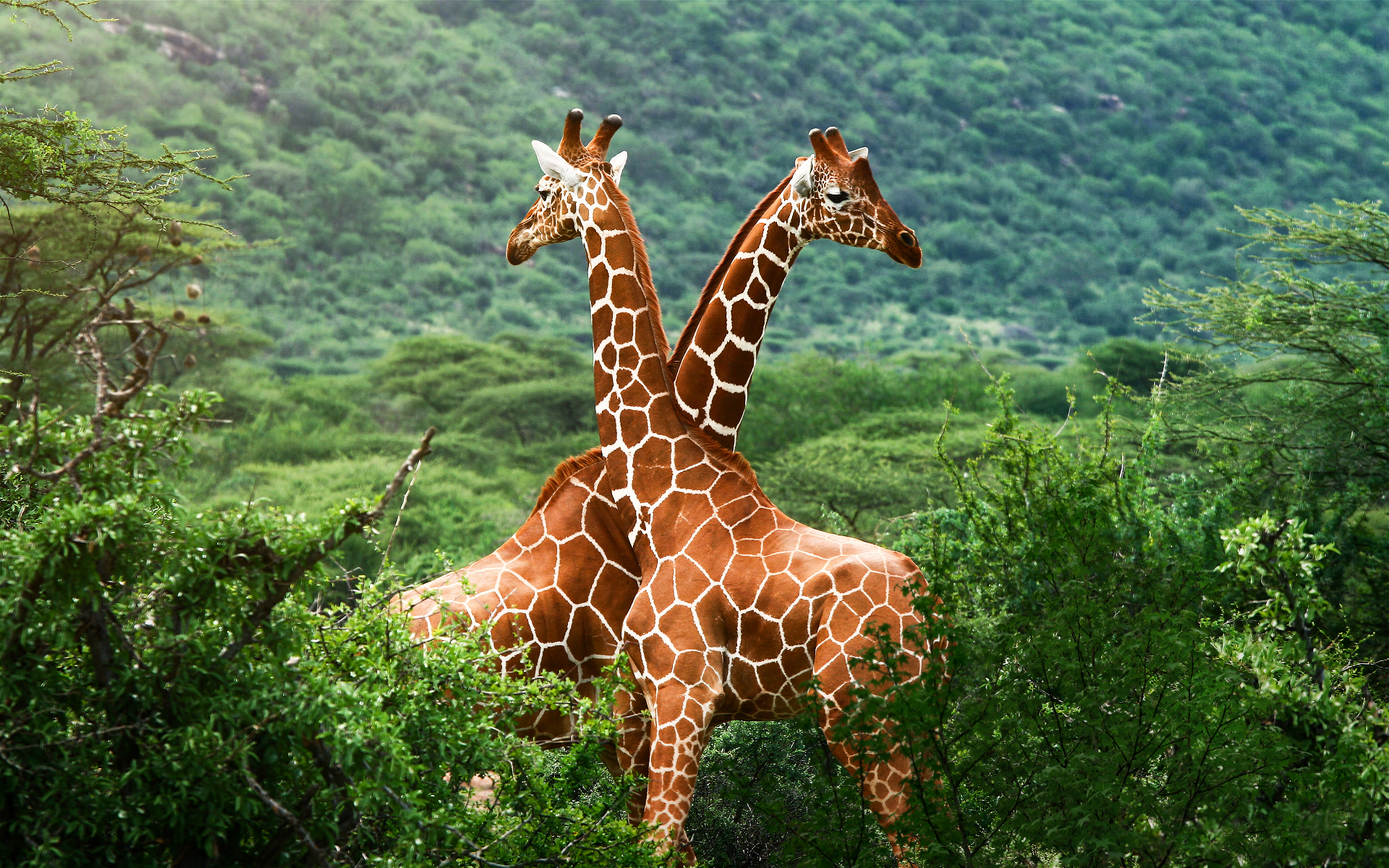 Majestic Giraffes in Nature Stunning HD Wallpaper