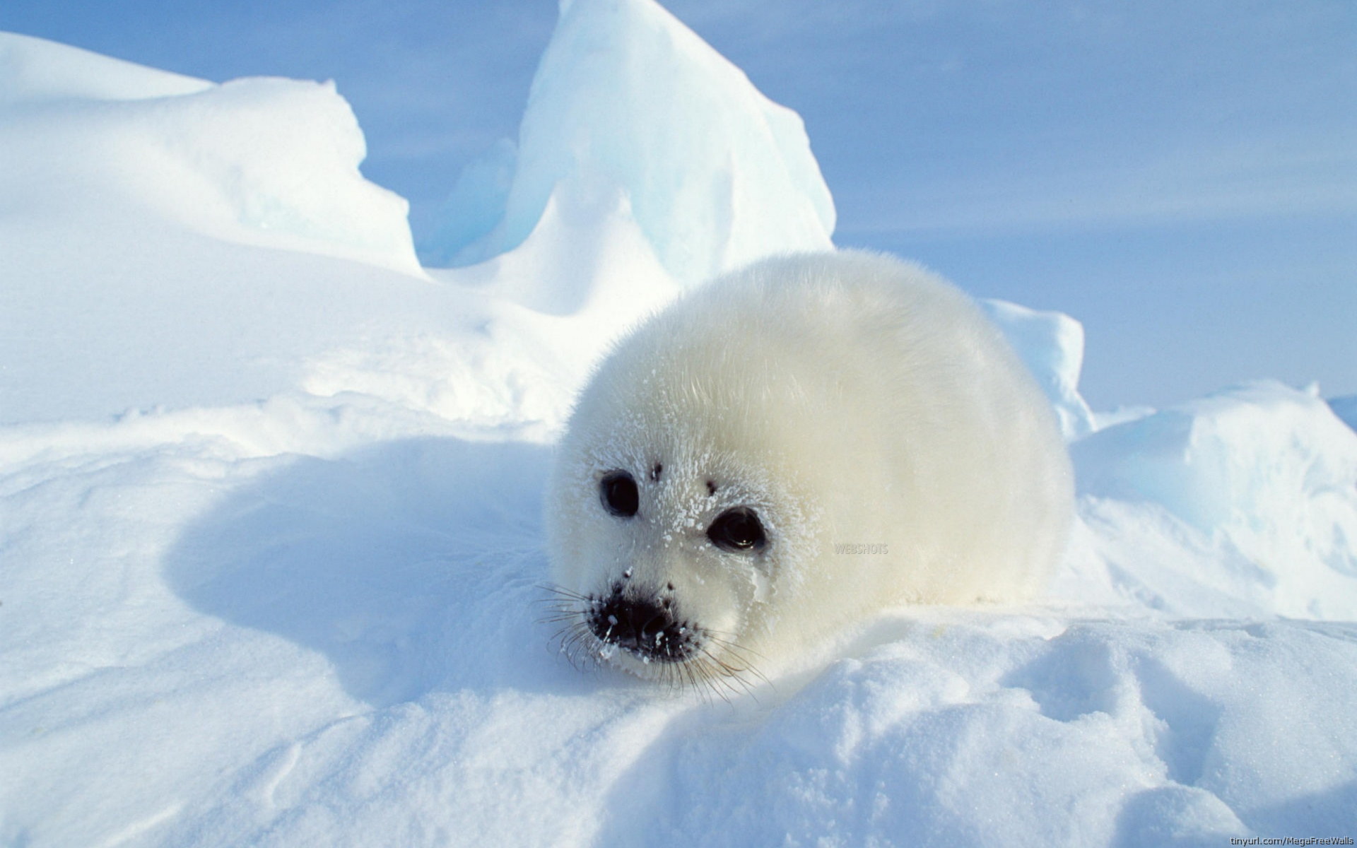 Download Animal Seal HD Wallpaper