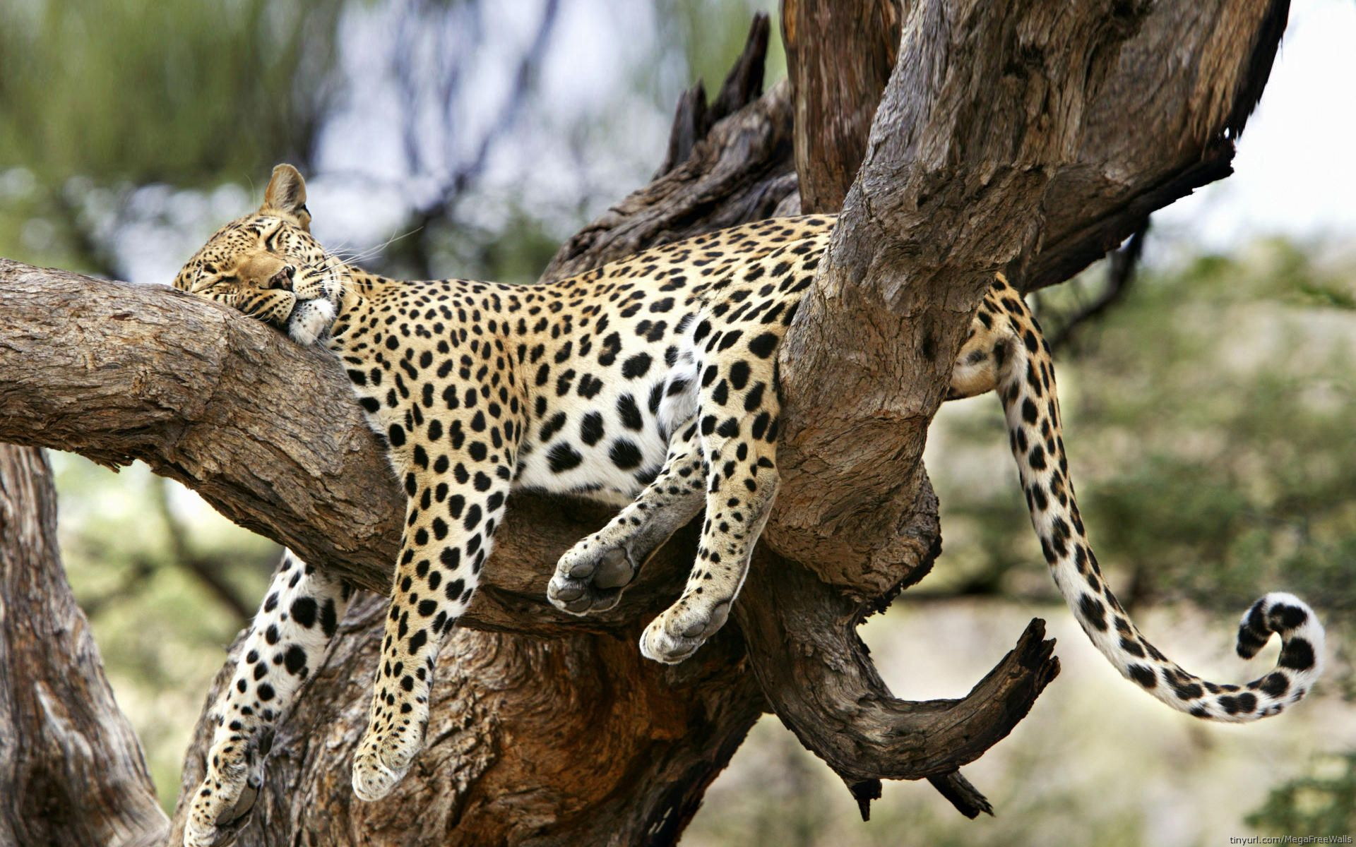 HD Wallpaper of a Sleeping Leopard in Nature