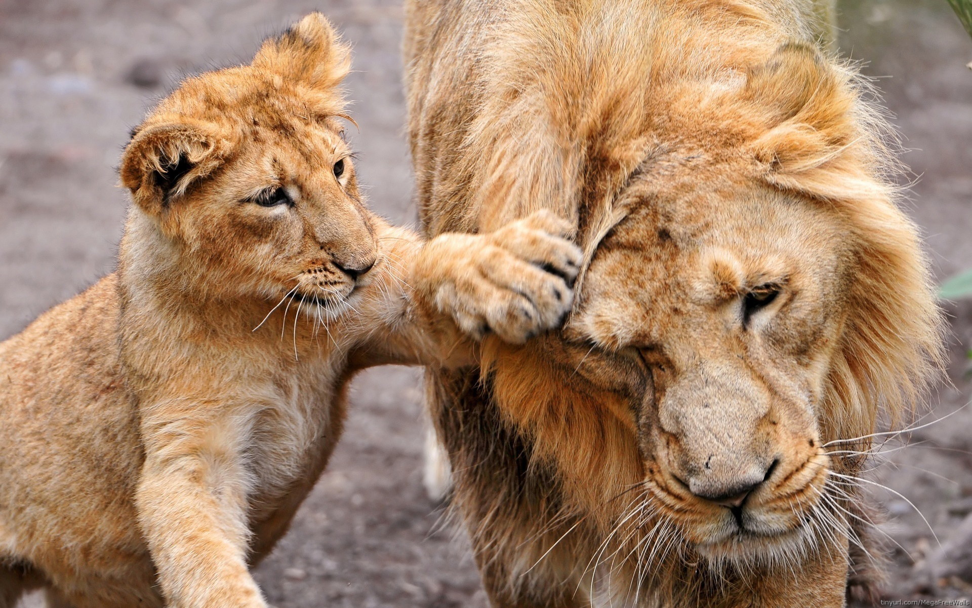Playful Lion Cub and Parent HD Wallpaper