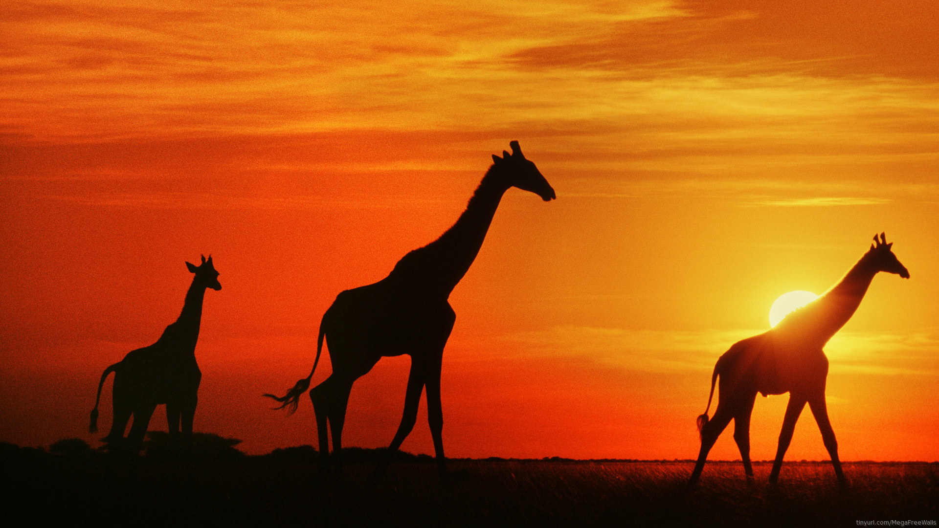 Download Silhouette Sunset Orange (Color) Animal Giraffe HD Wallpaper