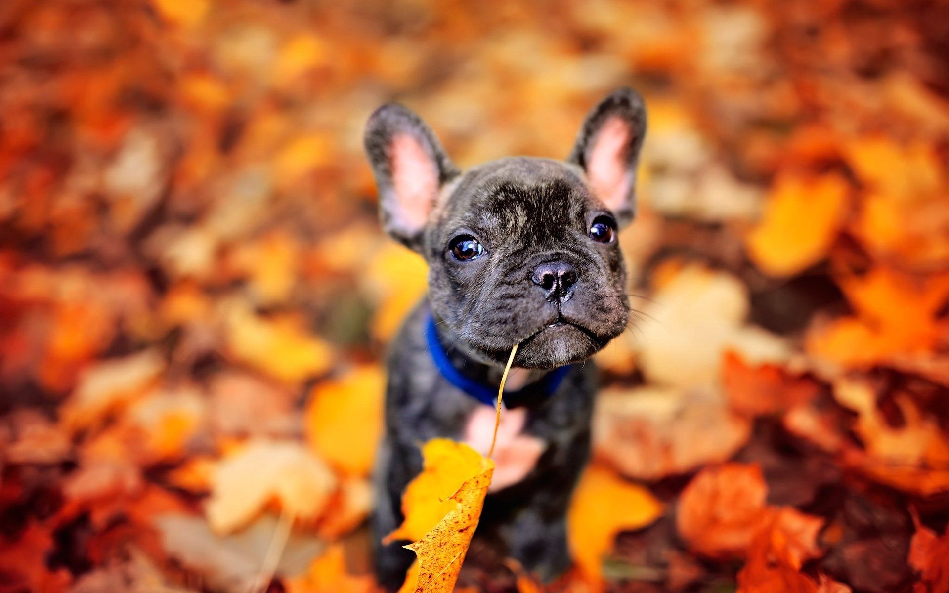 French Bulldog HD Wallpaper by Paul Pour