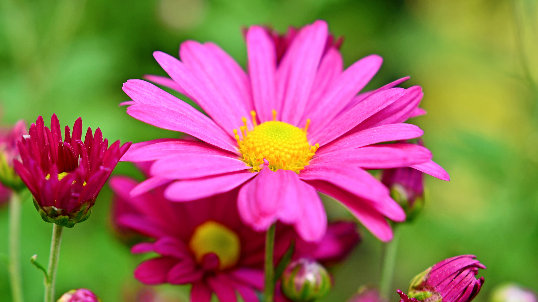 Download Closeup Nature Flower HD Wallpaper