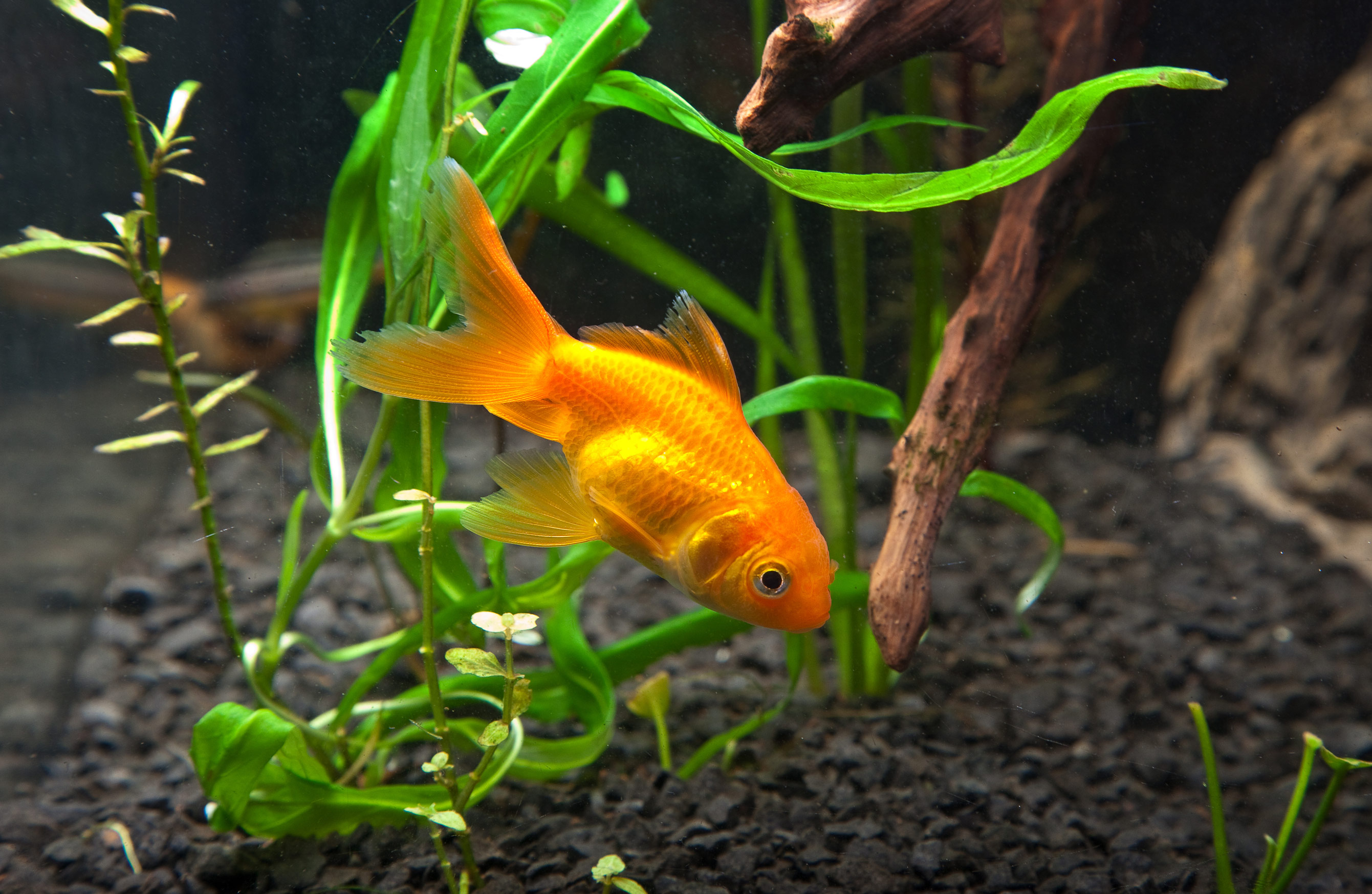 Vibrant Goldfish A Stunning HD Wallpaper