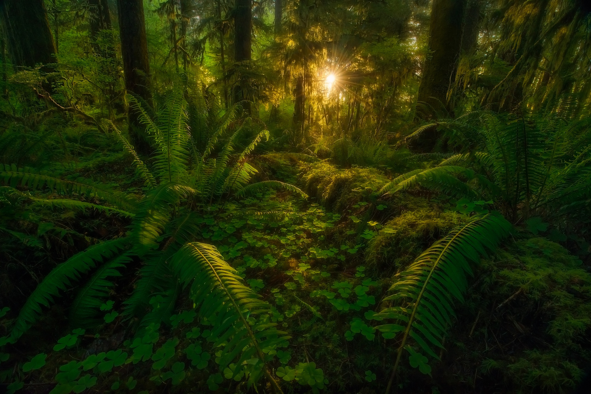 Serene Tropical Rainforest HD Wallpaper by Marc Adamus