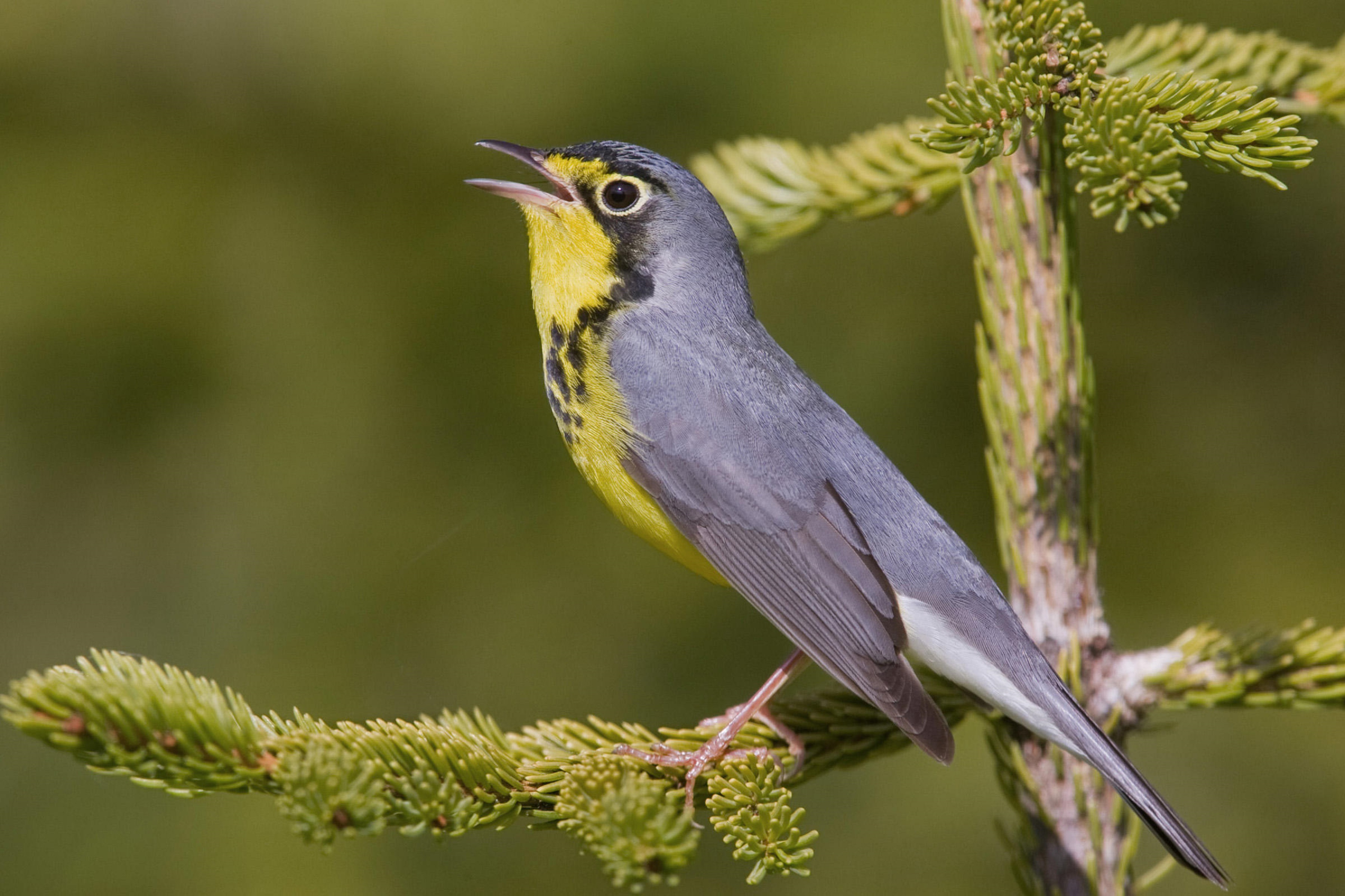 Download Canada Warbler Animal Warbler HD Wallpaper