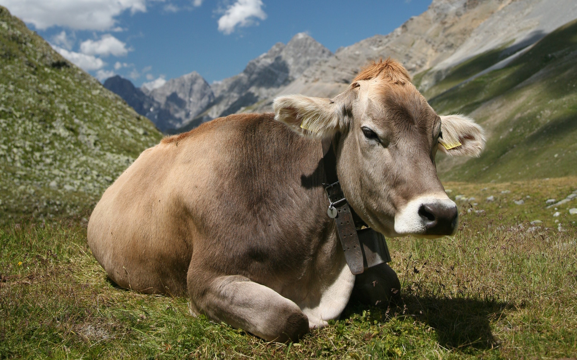 Serene Cow in the Mountains HD Wallpaper