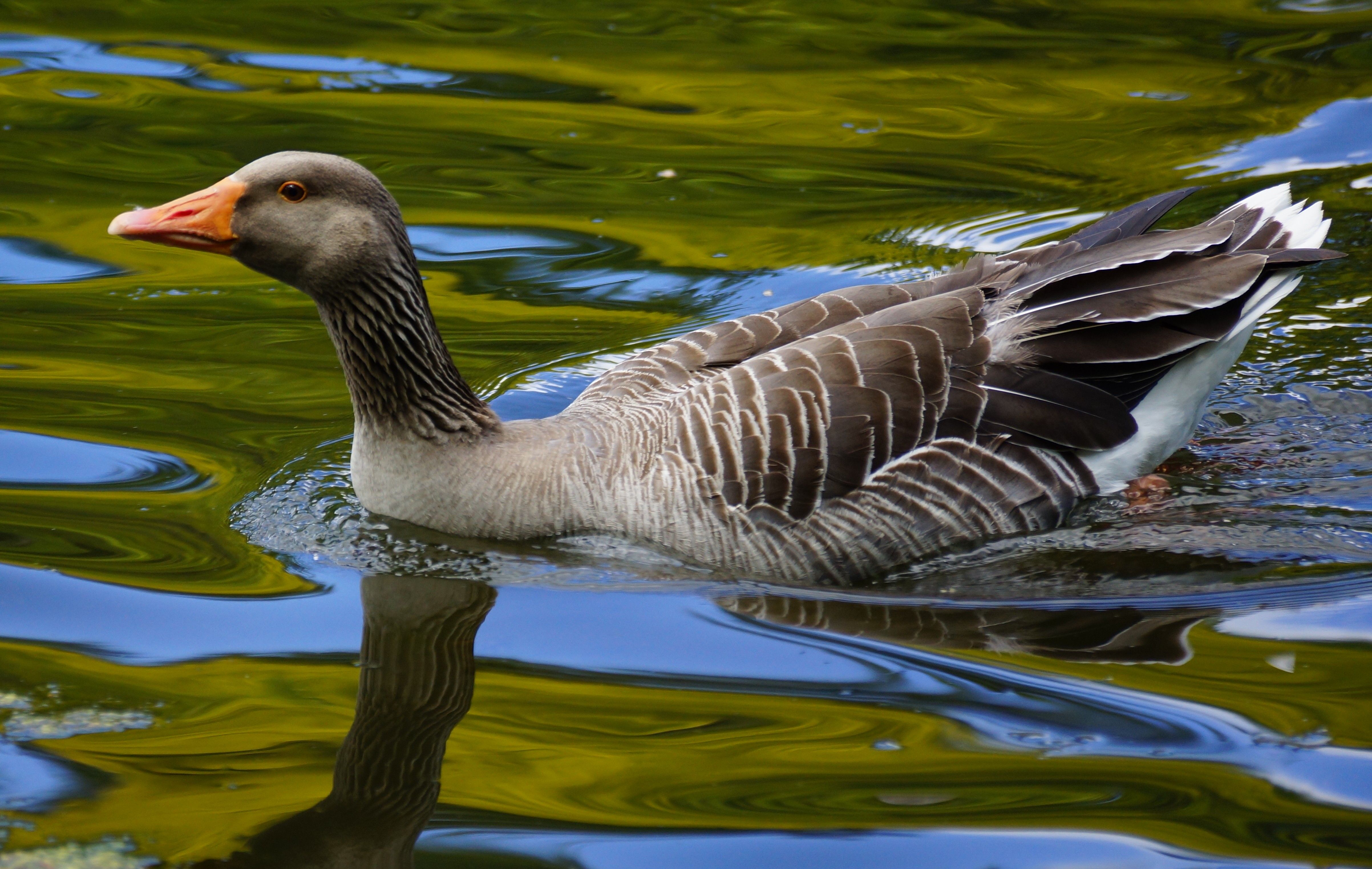 Goose Computer Wallpapers, Desktop Backgrounds 4810x3045 ID636446