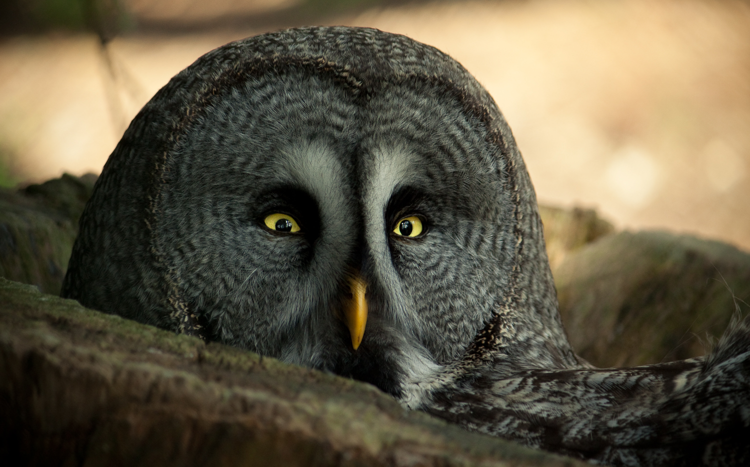 Download Animal Great Grey Owl Wallpaper