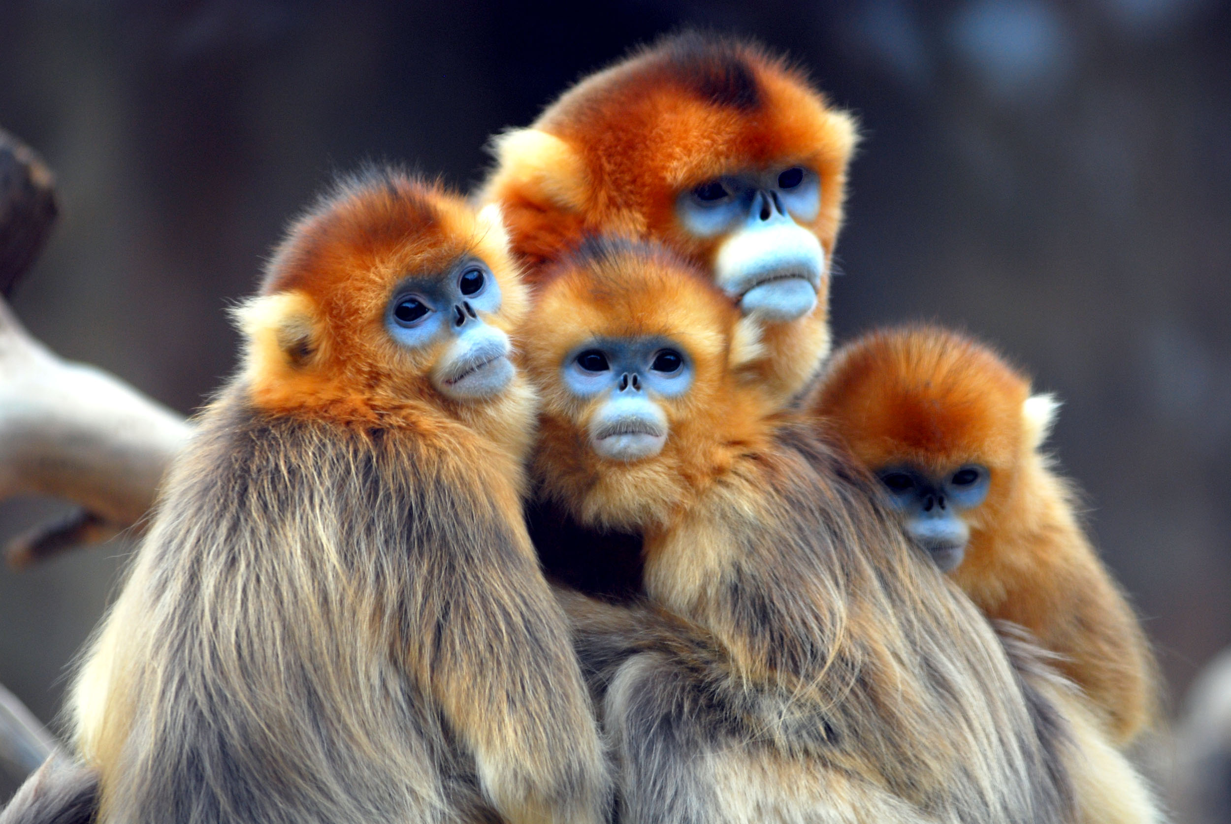 Golden SnubNosed Monkey HD Wallpaper