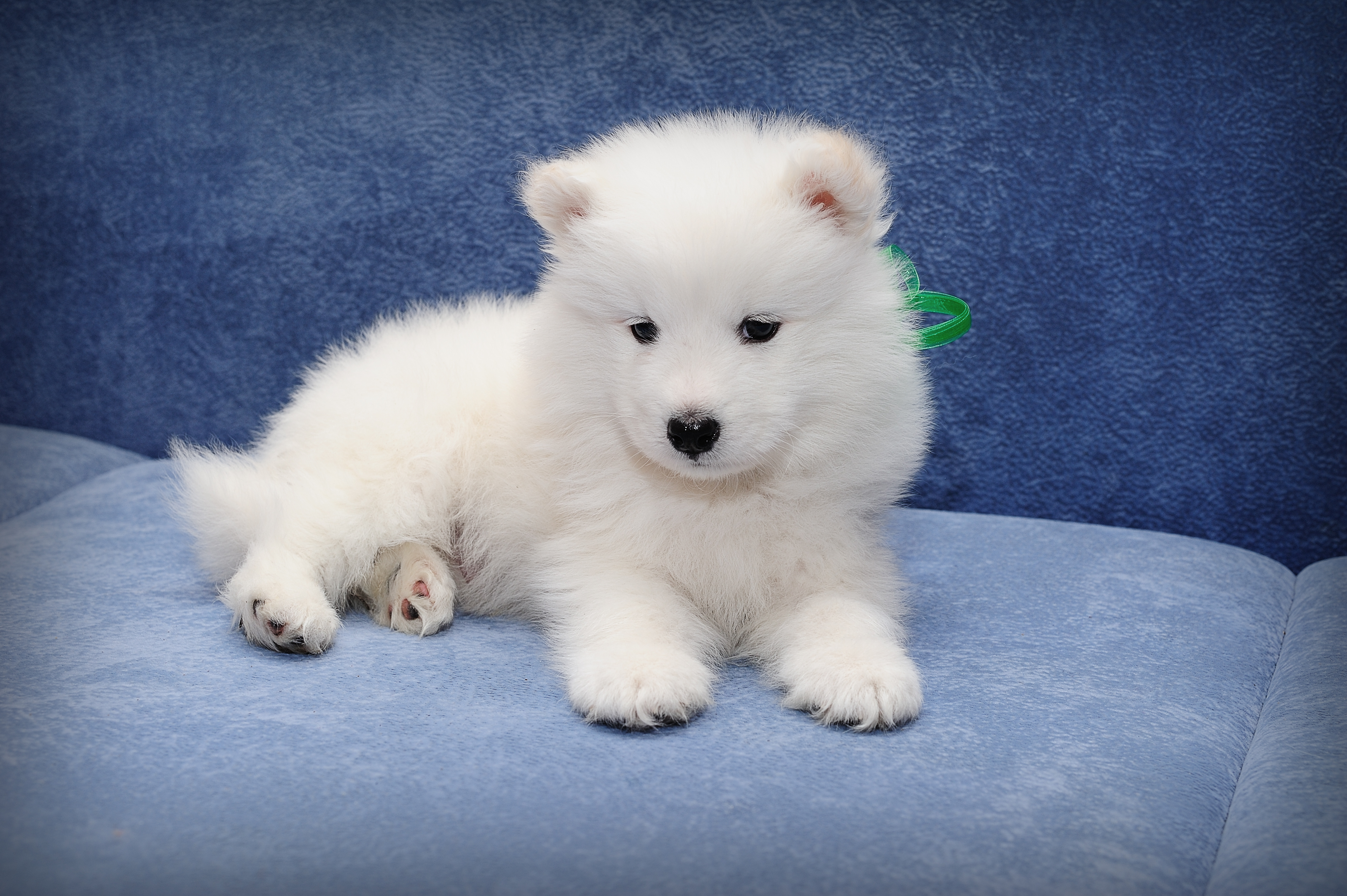 Adorable Samoyed Puppy 4K Ultra HD Wallpaper