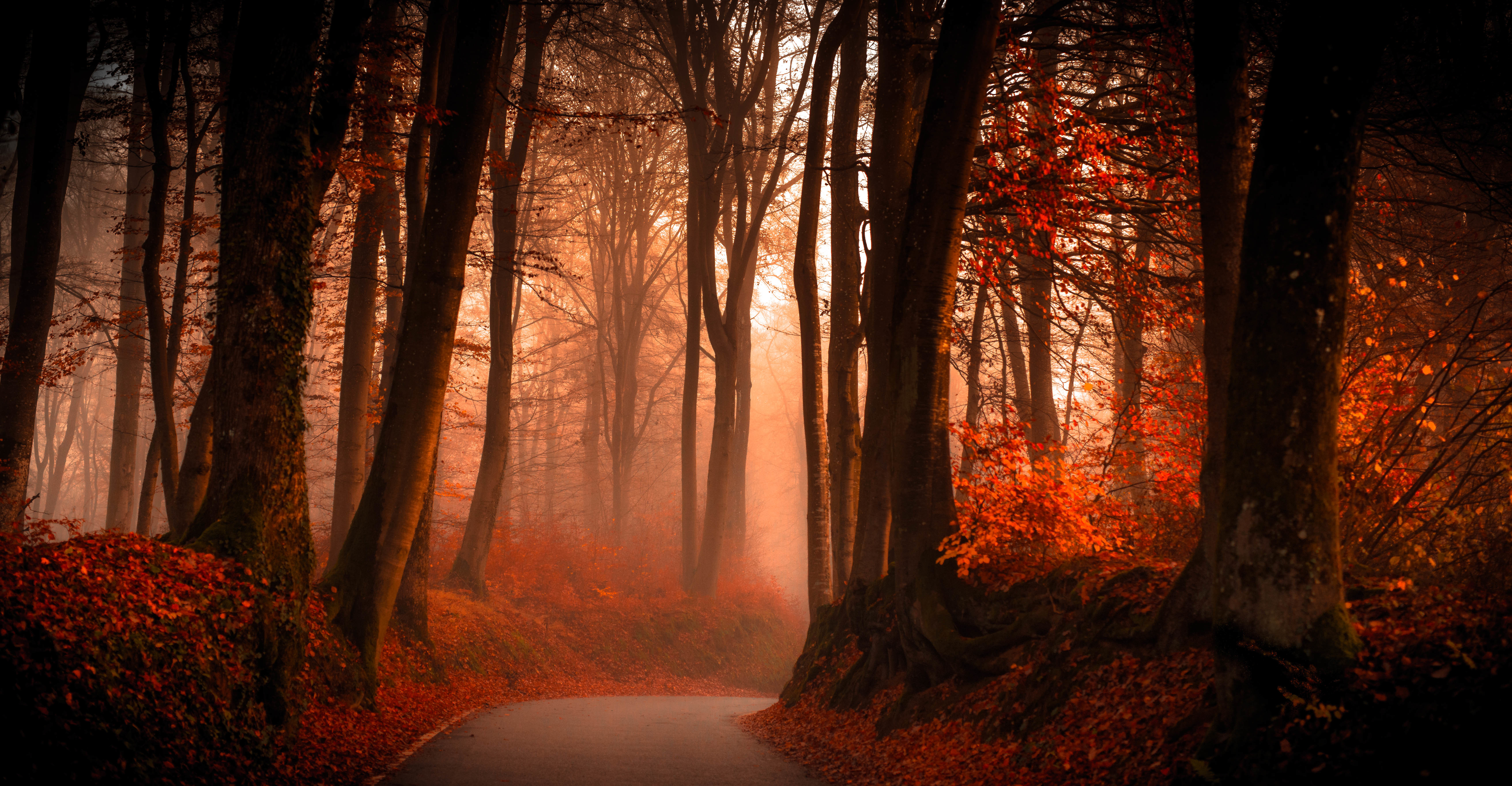 Foggy Winding Road in Autumn Forest 4k Ultra HD Wallpaper