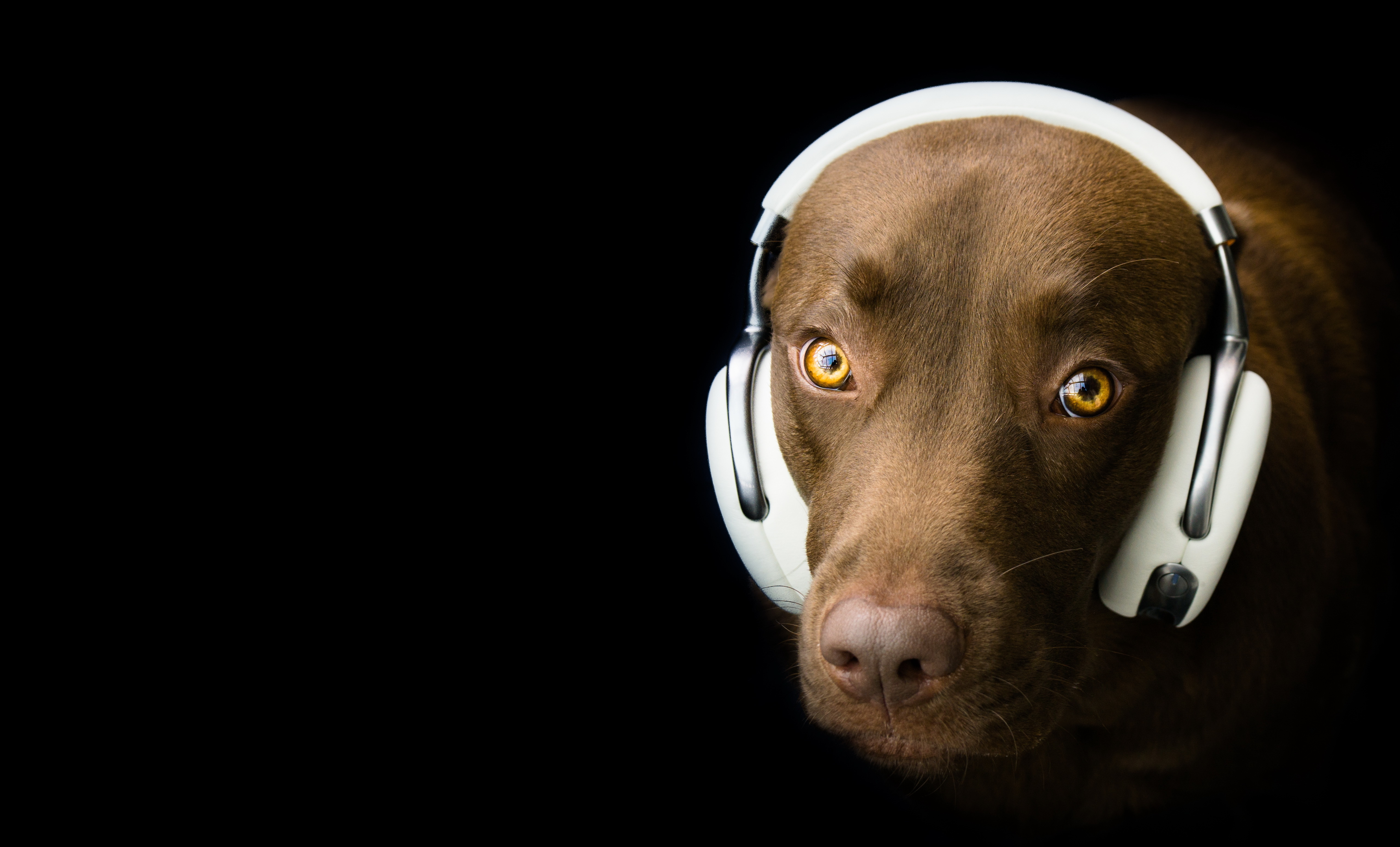 Download Headphones Animal Dog 4k Ultra HD Wallpaper