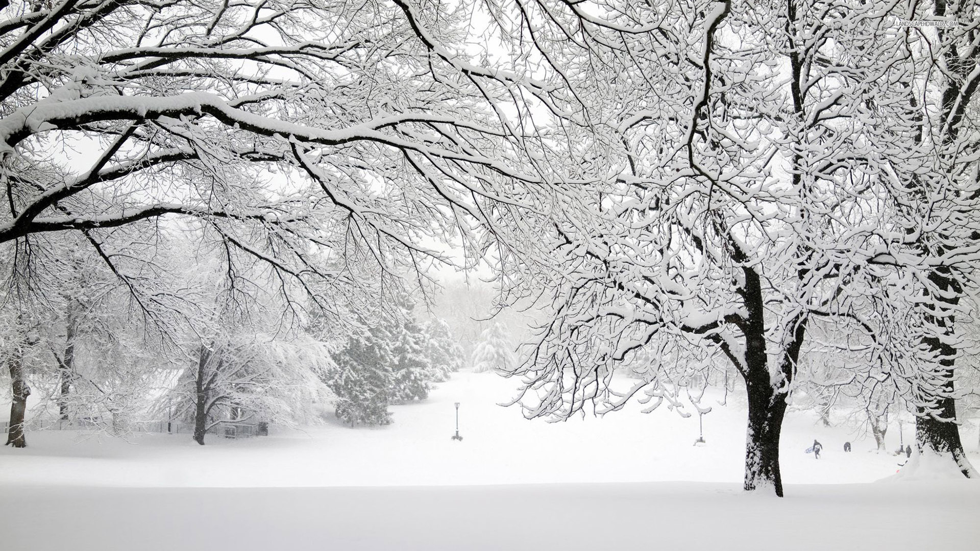 Download White Snow Tree Forest Earth Photography Winter HD Wallpaper